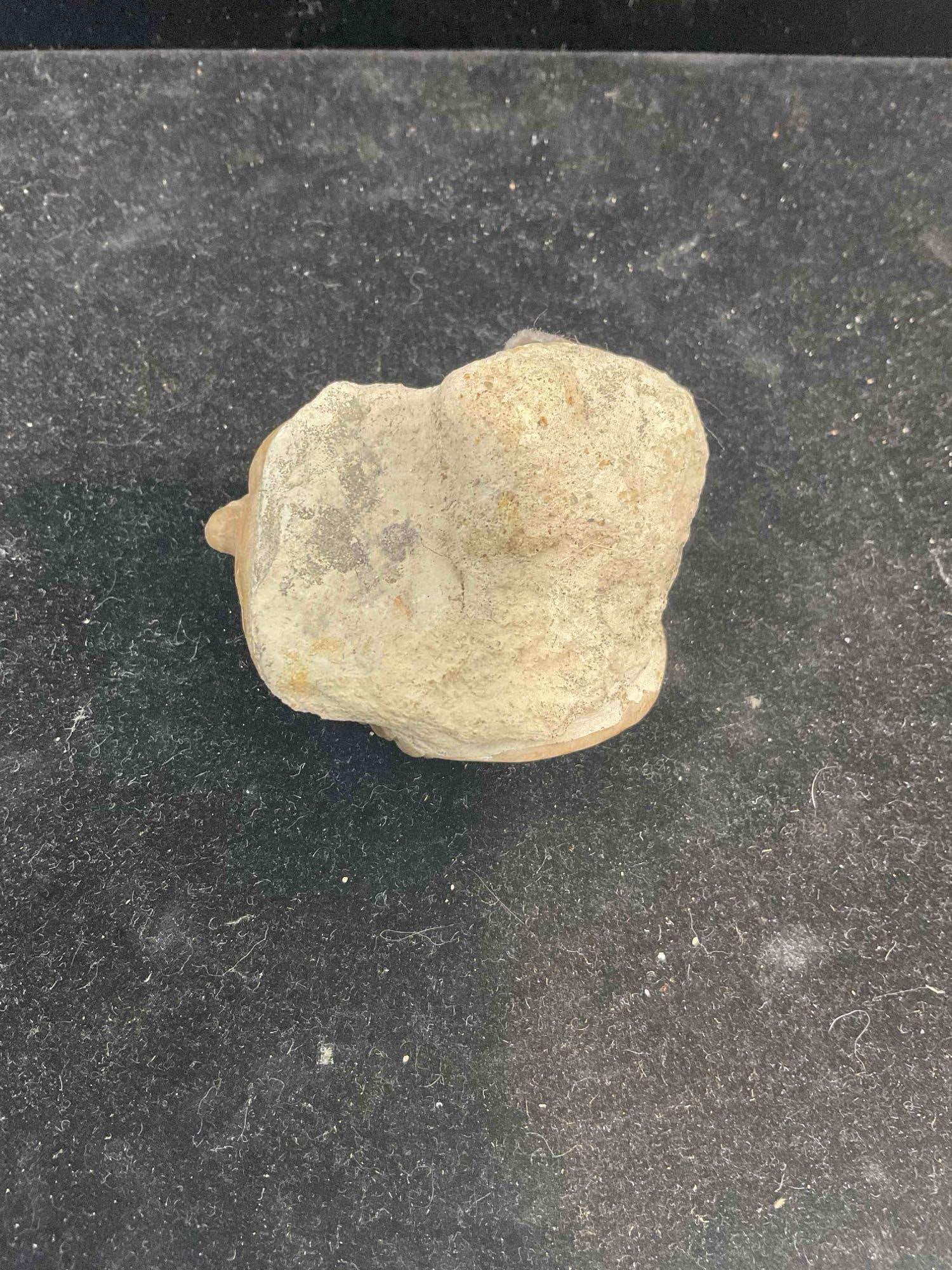 Unidentified Trilobite Specimen Fossil. Excellent Condition. See pics. - 5