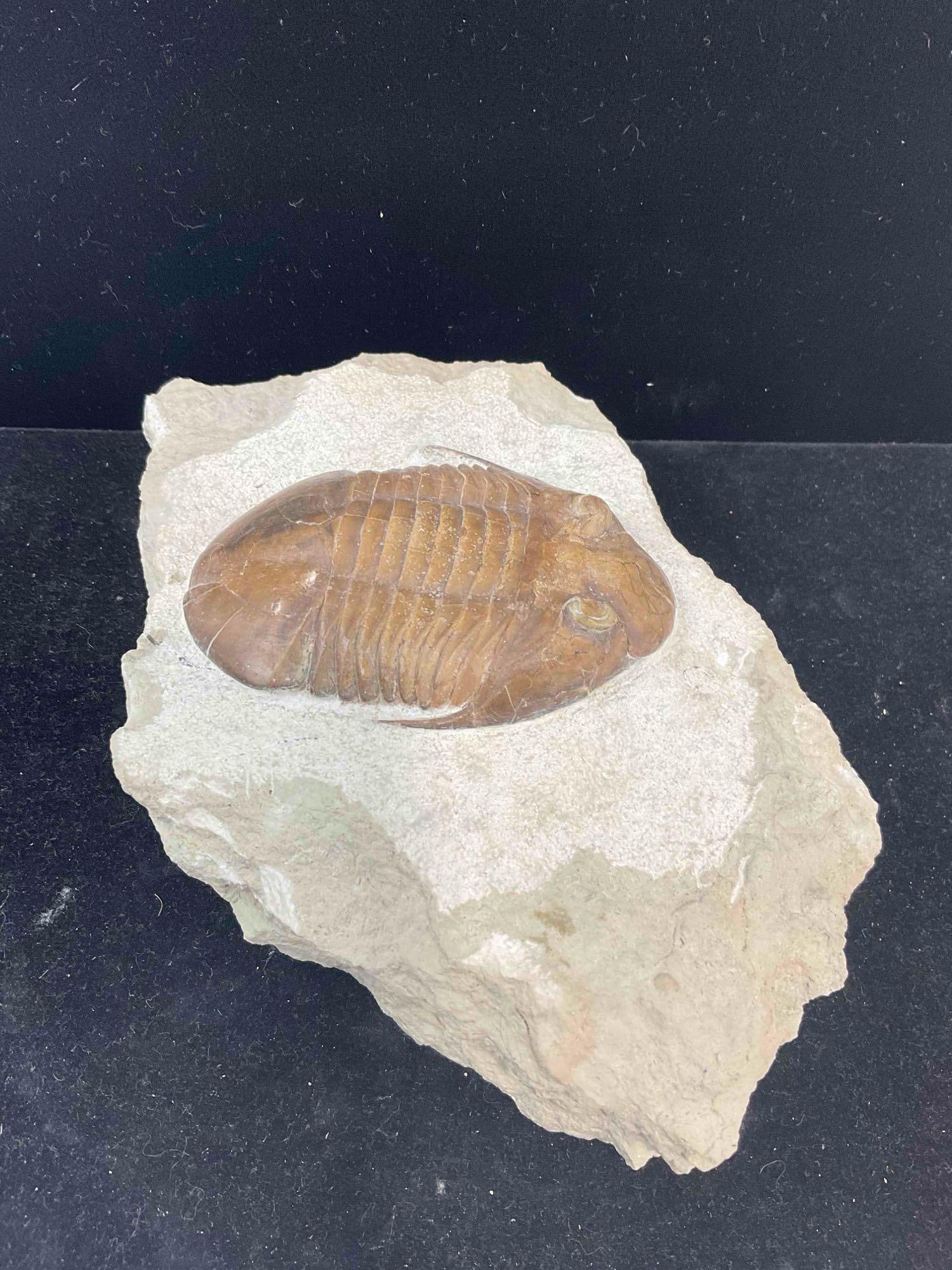 Trilobite Asaphus Platyurus Specimen Fossil from Middle Ordovician. Excellent Condition.: Trilobite Asaphus (Angelin, 1854) Specimen Fossil from Middle Ordovician. Excellent Condition. Attributed to the Vilpovitsy Quarry. Measures 7" x 5" x 2" Dm-5010 