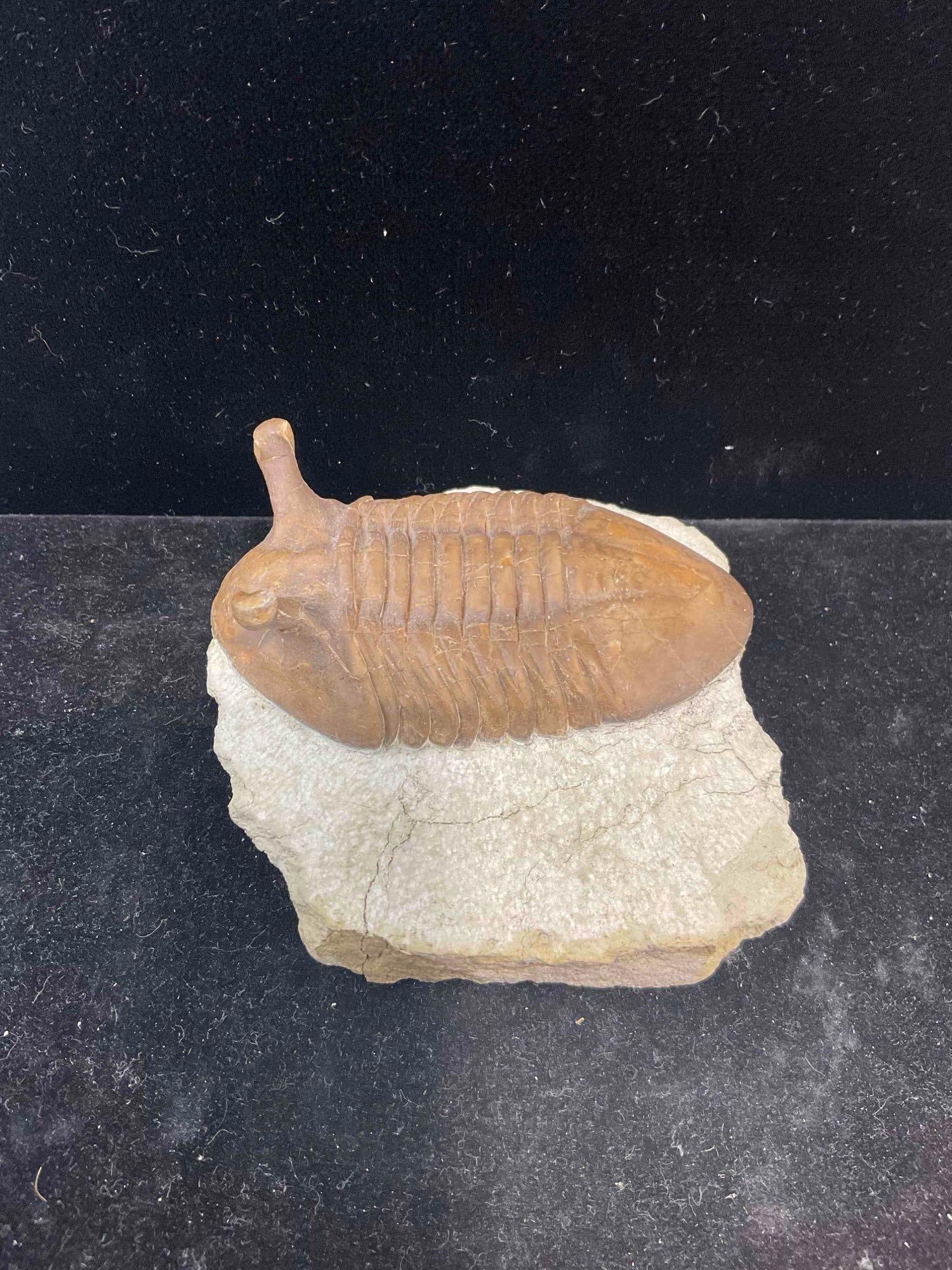 Trilobite Asaphus Intermedius Specimen Fossil from Middle Ordovician. Excellent Condition.: Trilobite Asaphus Intermedius Specimen Fossil from Middle Ordovician. Excellent Condition. Attributed to the volpovitsky quarry near St Petersburg, Russia. Measures 4" x 3" x 2" Dm-5010 