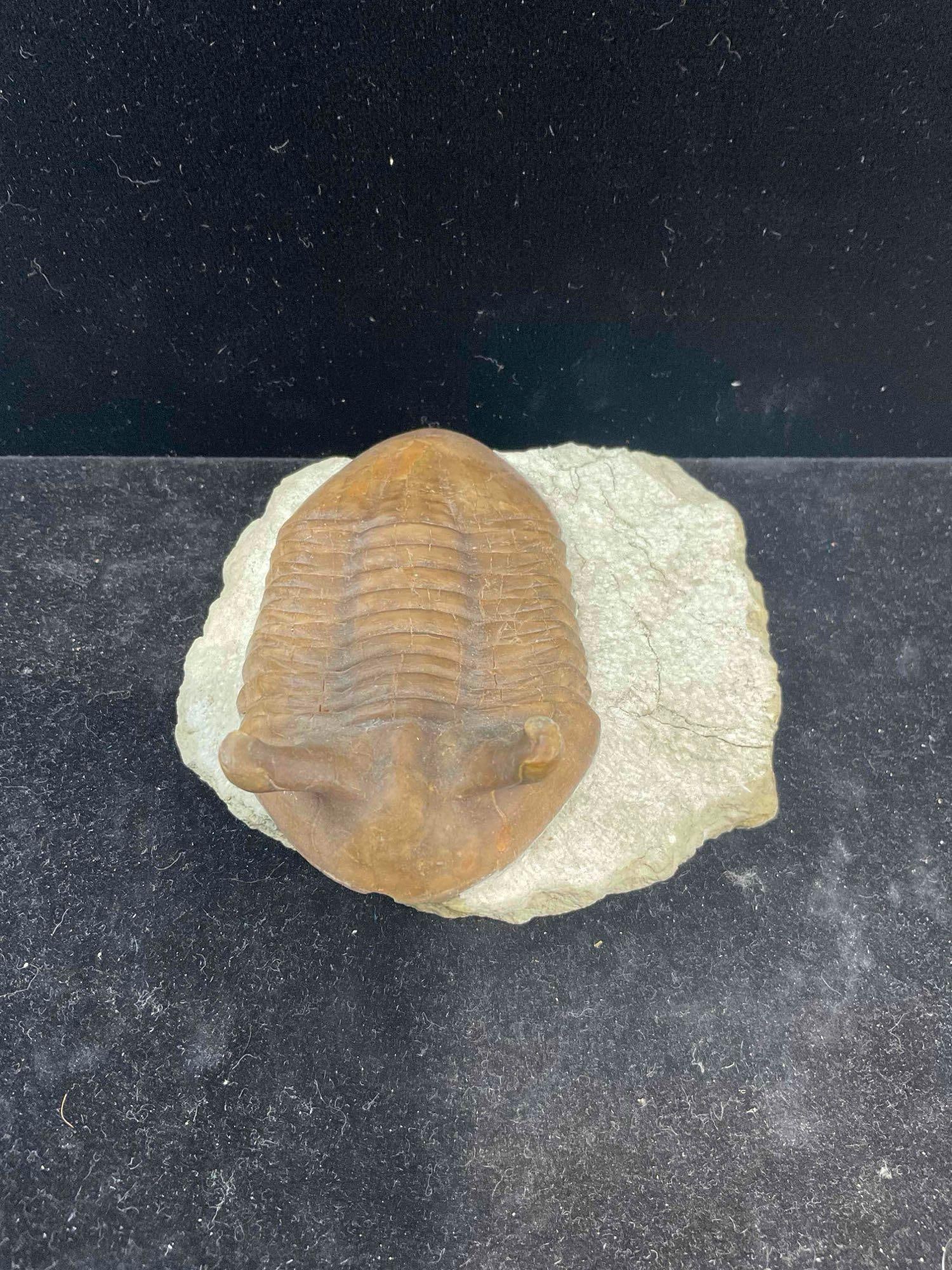 Trilobite Asaphus Intermedius Specimen Fossil from Middle Ordovician. Excellent Condition. - 2