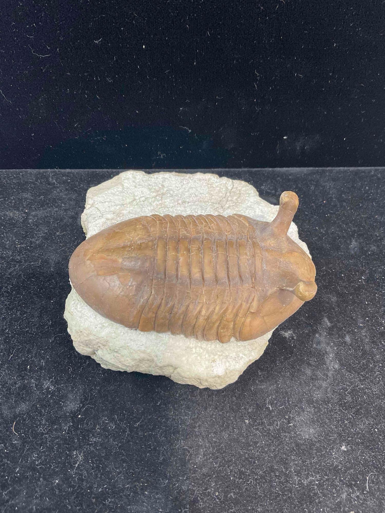 Trilobite Asaphus Intermedius Specimen Fossil from Middle Ordovician. Excellent Condition. - 3