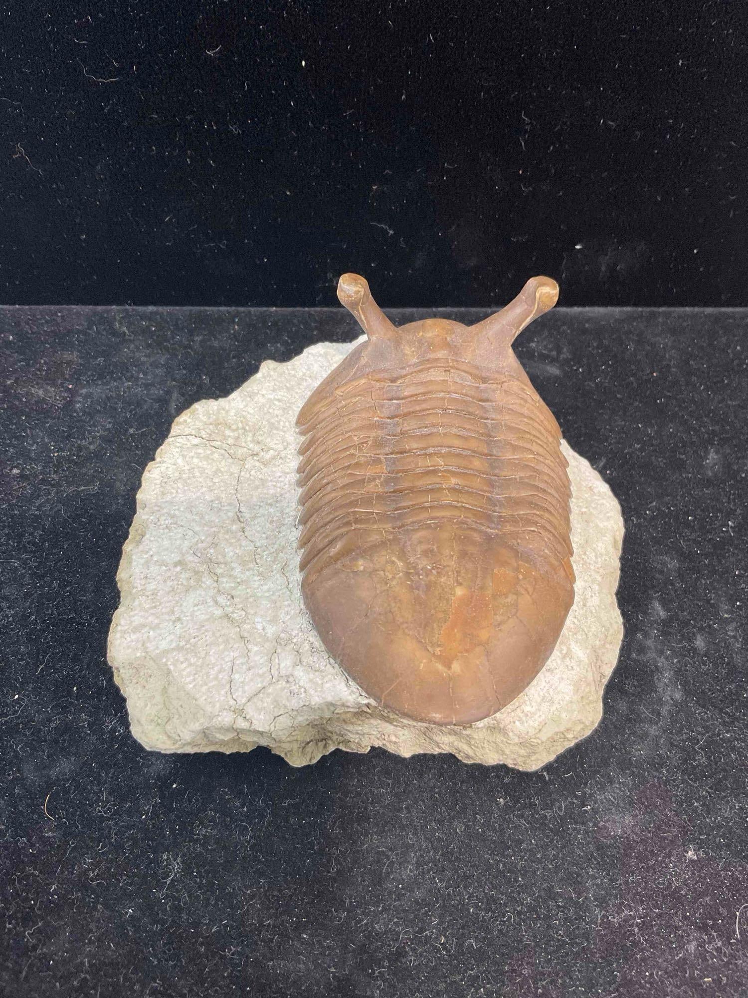 Trilobite Asaphus Intermedius Specimen Fossil from Middle Ordovician. Excellent Condition. - 4
