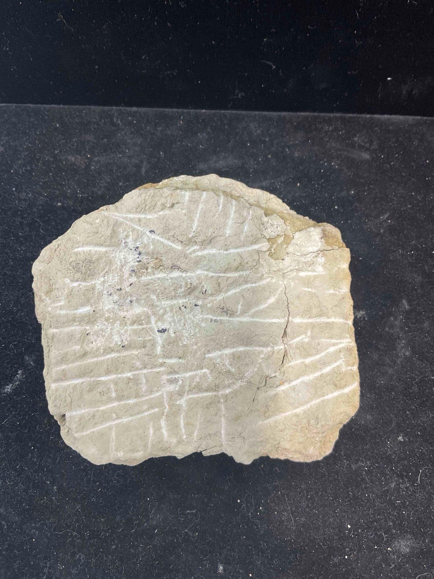 Trilobite Asaphus Intermedius Specimen Fossil from Middle Ordovician. Excellent Condition. - 5