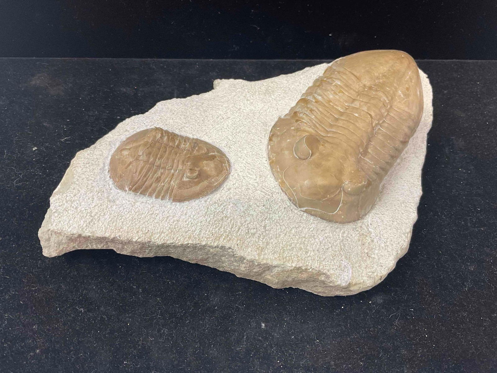 Trilobite Fossil Specimen Duo, Attributed to Russian Volkov River Formation. Excellent Condition.: Trilobite Fossil Specimen Duo, Attributed to Russian Volkov River Formation. Excellent Condition. Measures 6" x 6" x 2" DM-5010 