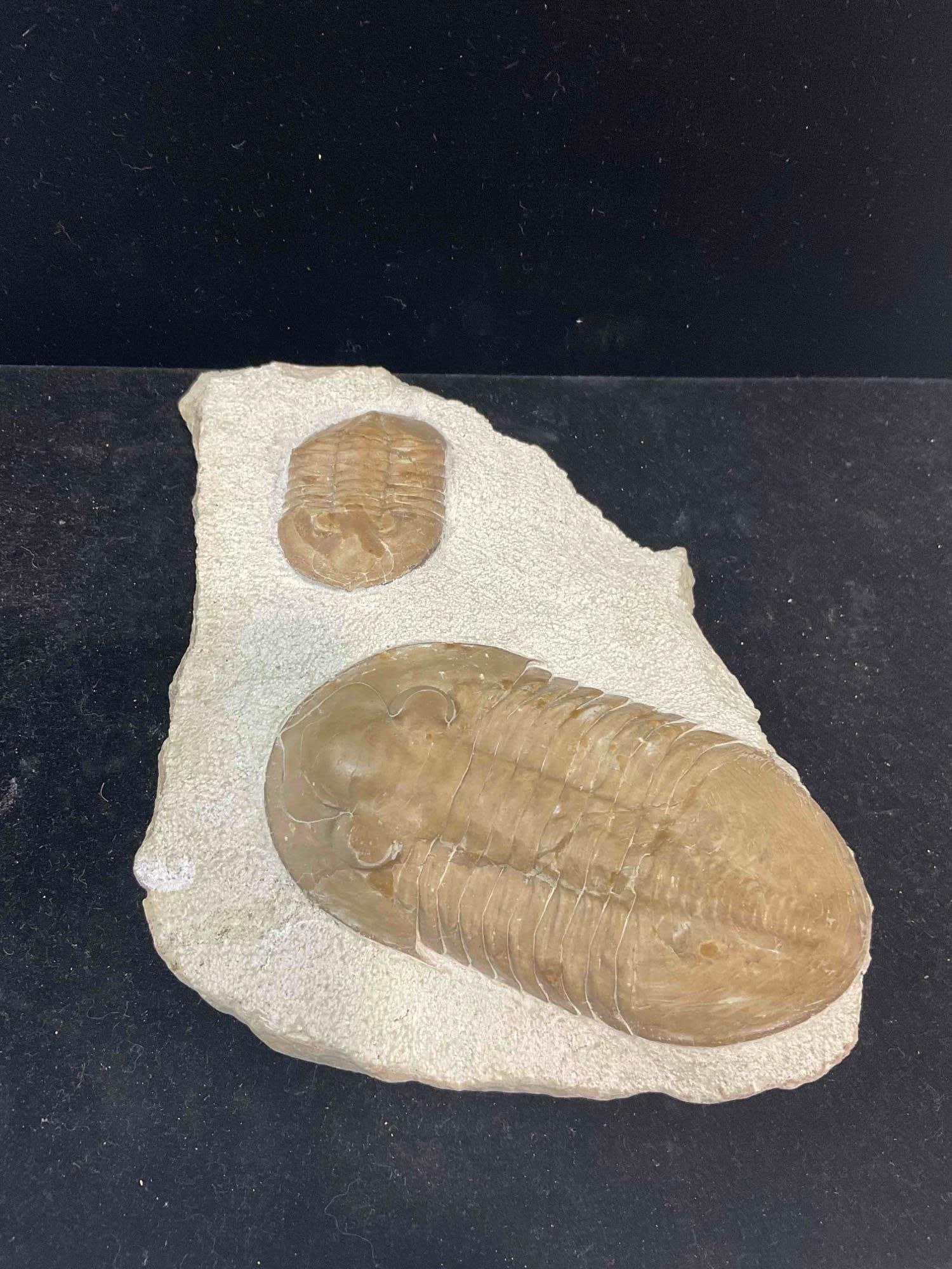 Trilobite Fossil Specimen Duo, Attributed to Russian Volkov River Formation. Excellent Condition. - 2