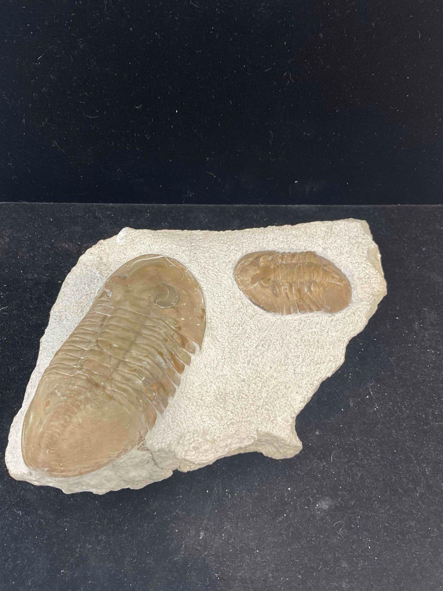 Trilobite Fossil Specimen Duo, Attributed to Russian Volkov River Formation. Excellent Condition. - 3