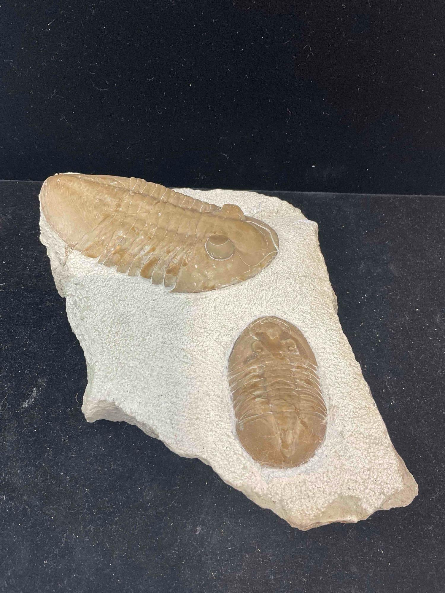 Trilobite Fossil Specimen Duo, Attributed to Russian Volkov River Formation. Excellent Condition. - 4