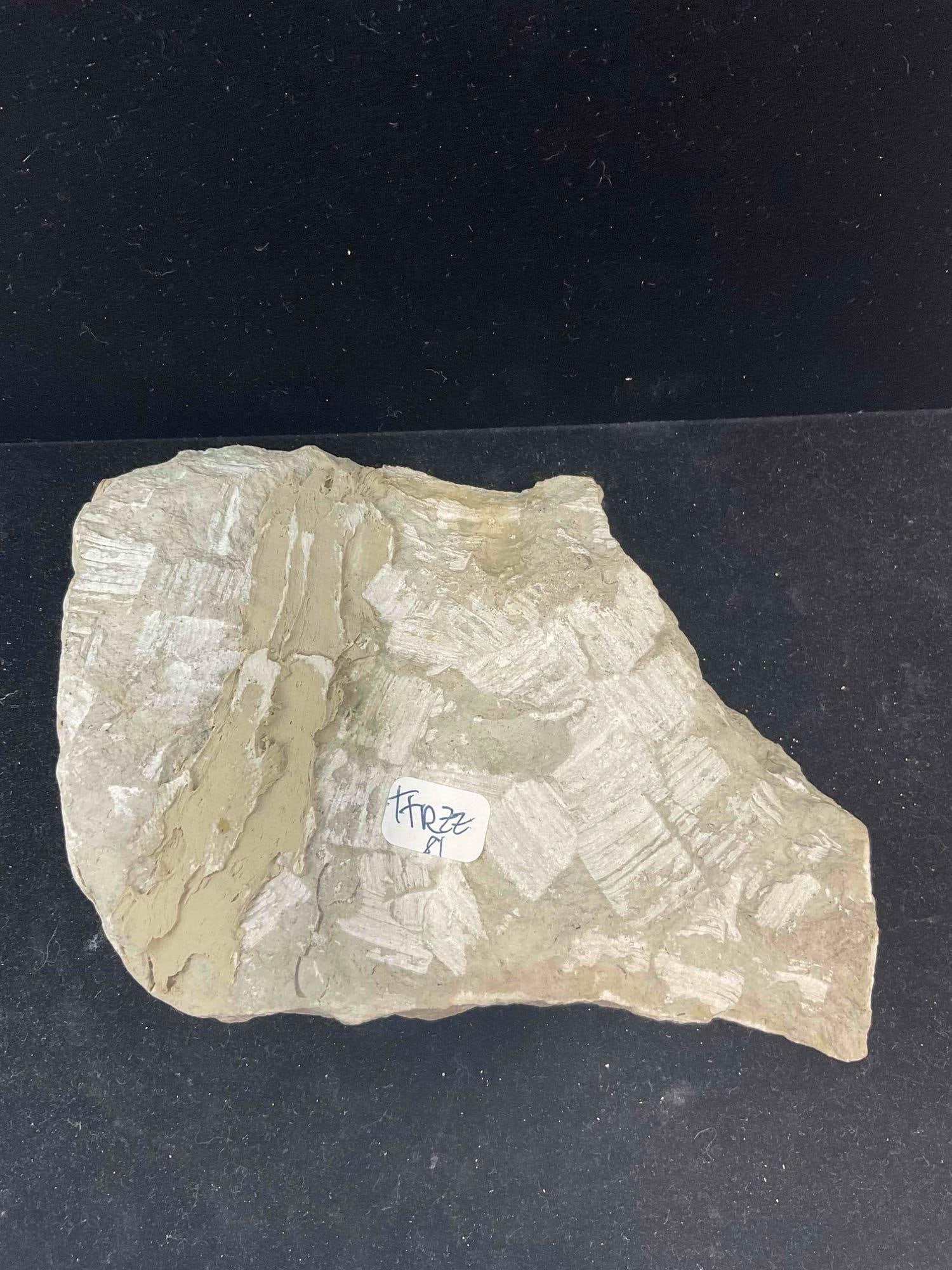 Trilobite Fossil Specimen Duo, Attributed to Russian Volkov River Formation. Excellent Condition. - 5