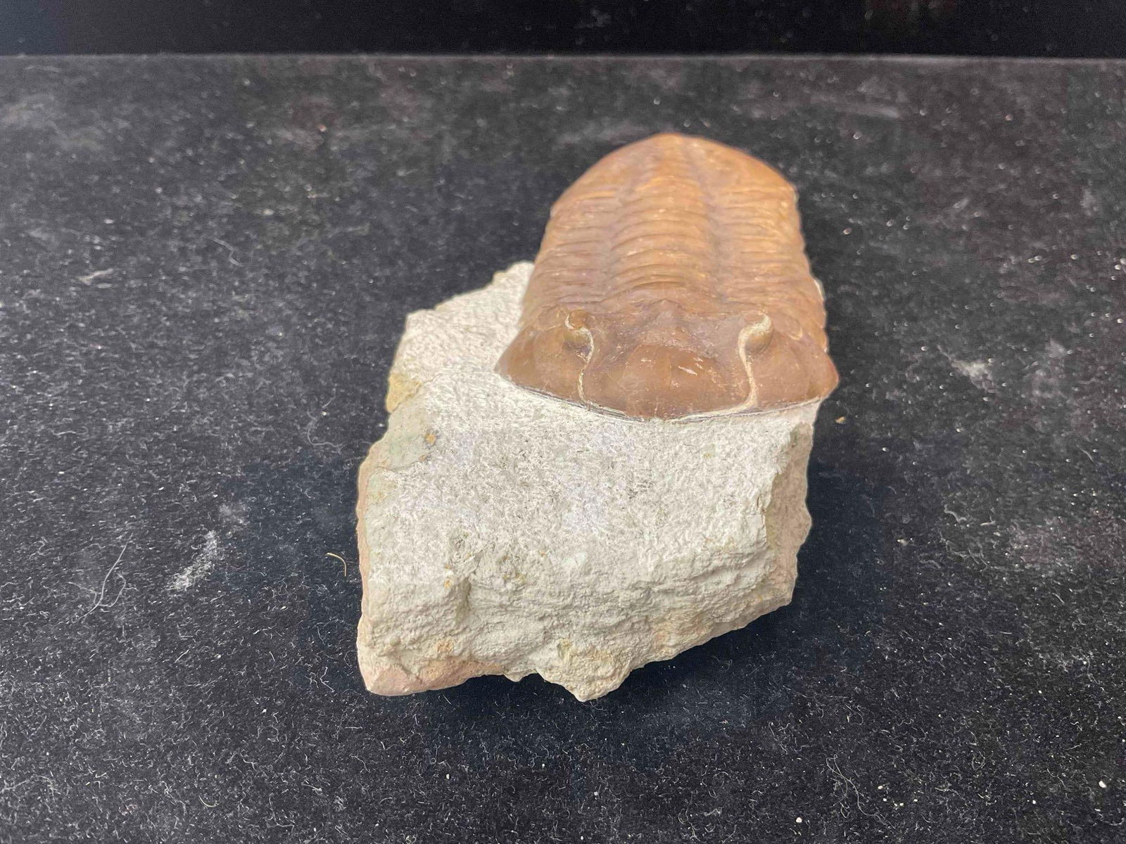Trilobite Asaphus Knyrkoi Specimen Fossil from Lower Ordovician. Excellent Condition. See pics. - 2