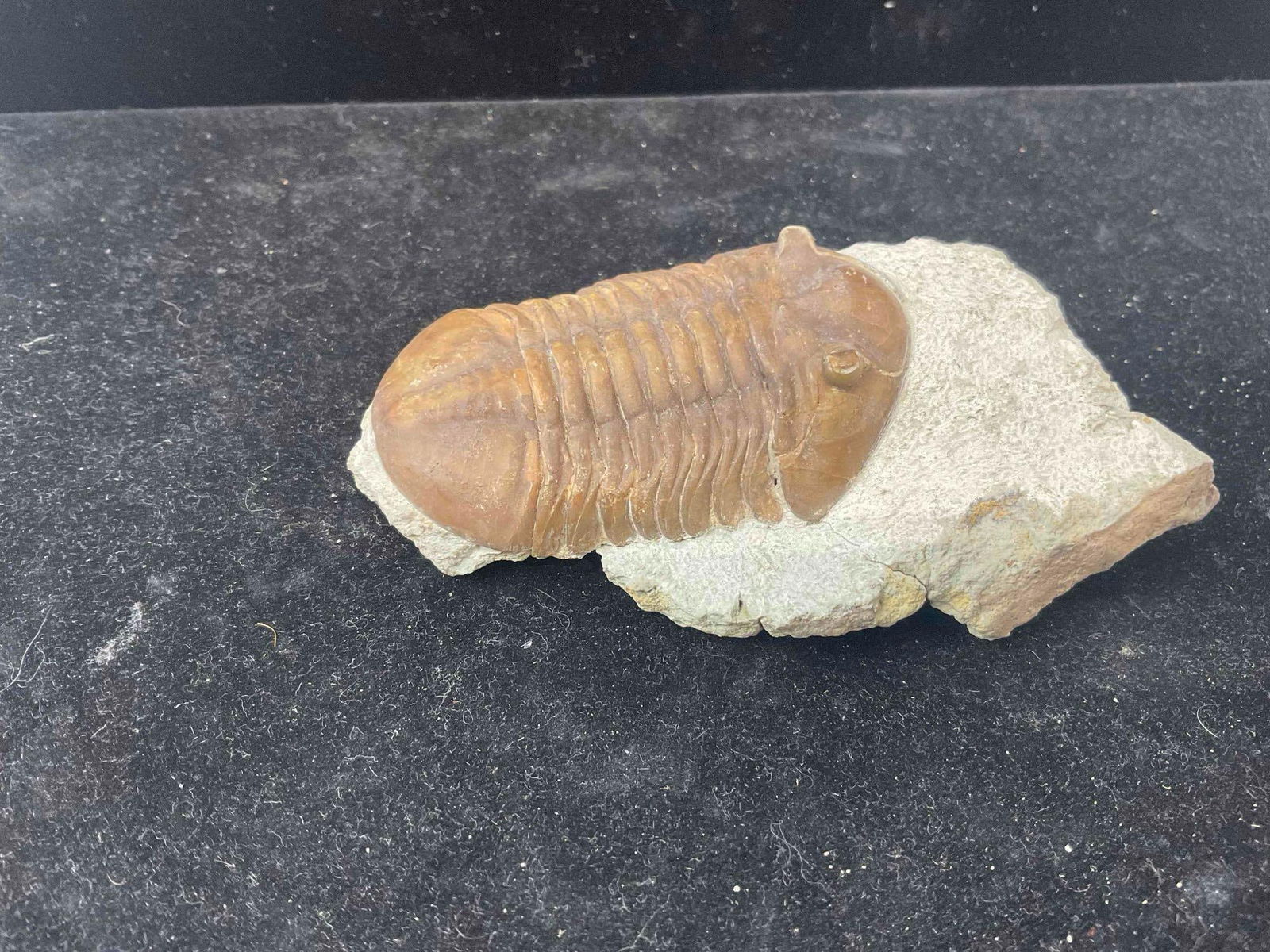 Trilobite Asaphus Knyrkoi Specimen Fossil from Lower Ordovician. Excellent Condition. See pics. - 3