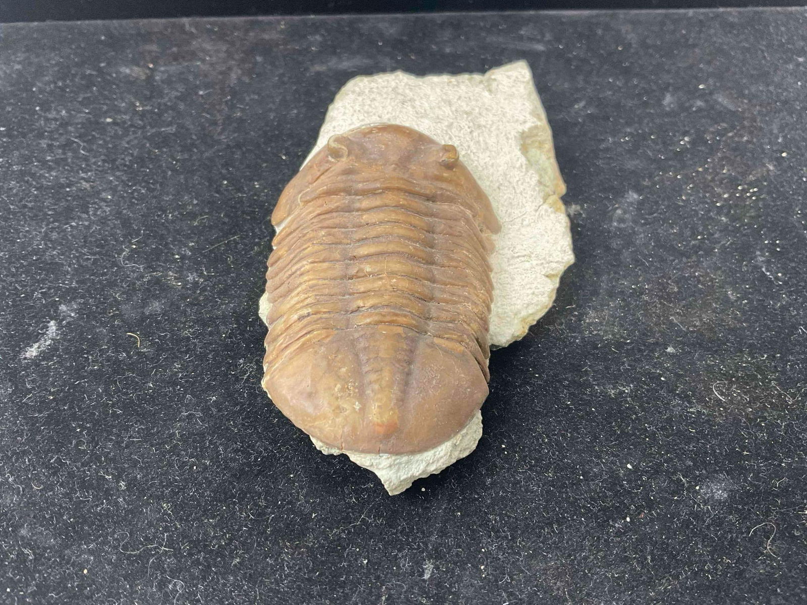 Trilobite Asaphus Knyrkoi Specimen Fossil from Lower Ordovician. Excellent Condition. See pics. - 4