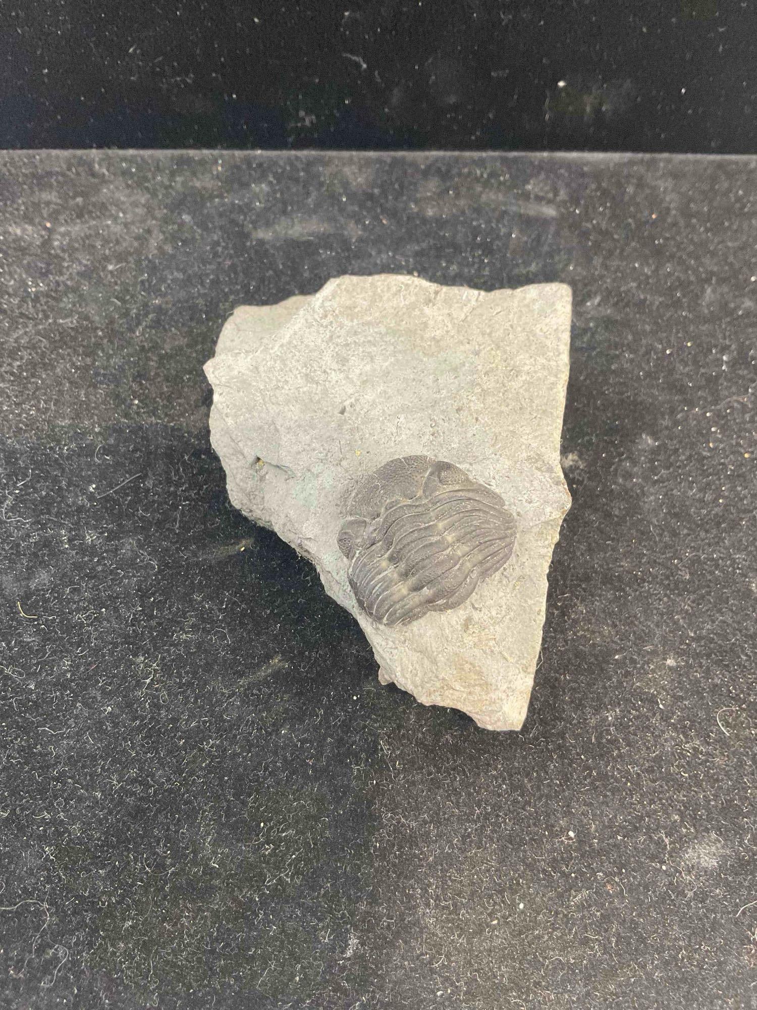 Unidentified Trilobite Fossil Specimen. Excellent Condition. See pics.: Unidentified Trilobite Fossil Specimen. Excellent Condition. Measures 3" x 2" x 1" DM-5010