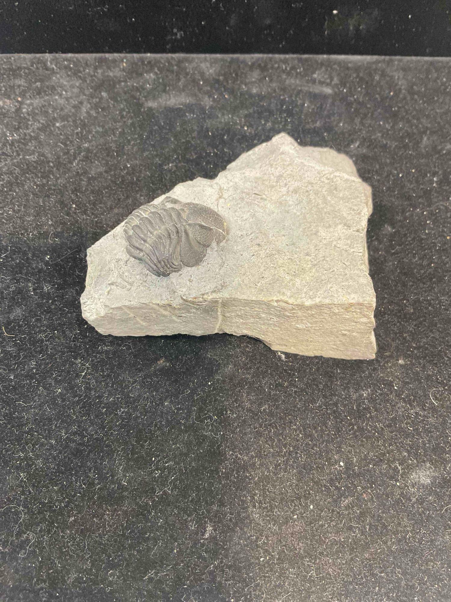 Unidentified Trilobite Fossil Specimen. Excellent Condition. See pics. - 2