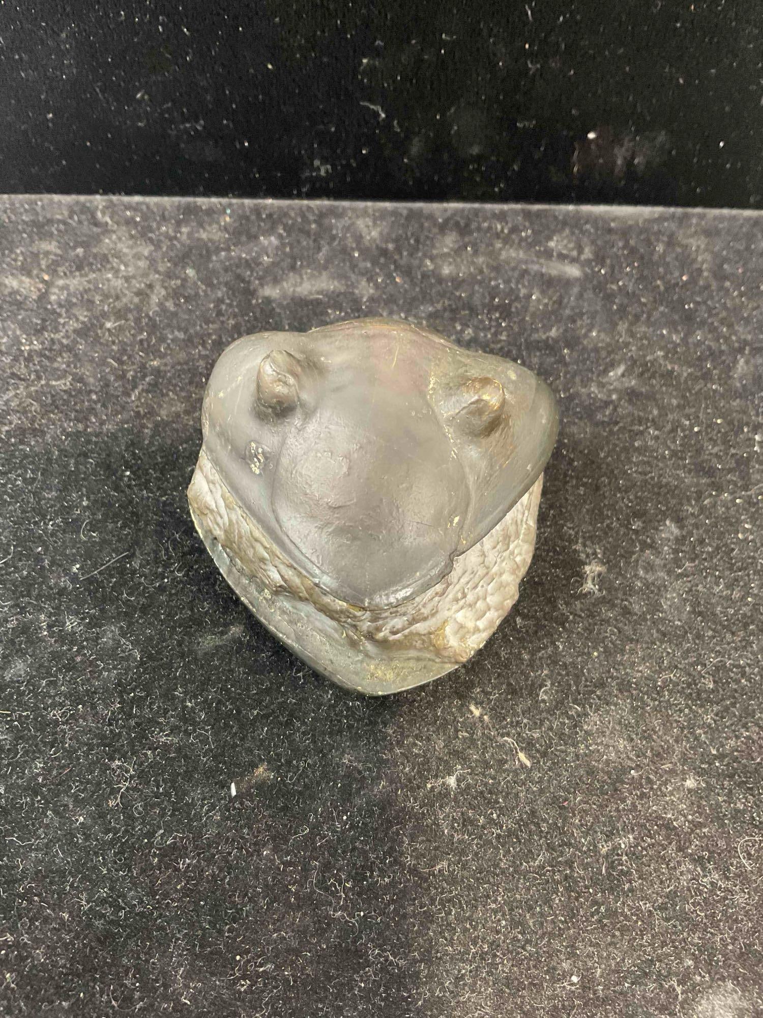 Unidentified Trilobite Specimen Fossil. Excellent Condition. See pics.: Unidentified Trilobite Specimen Fossil. Excellent Condition. Measures 2" x 2" x 2" DM-5010 