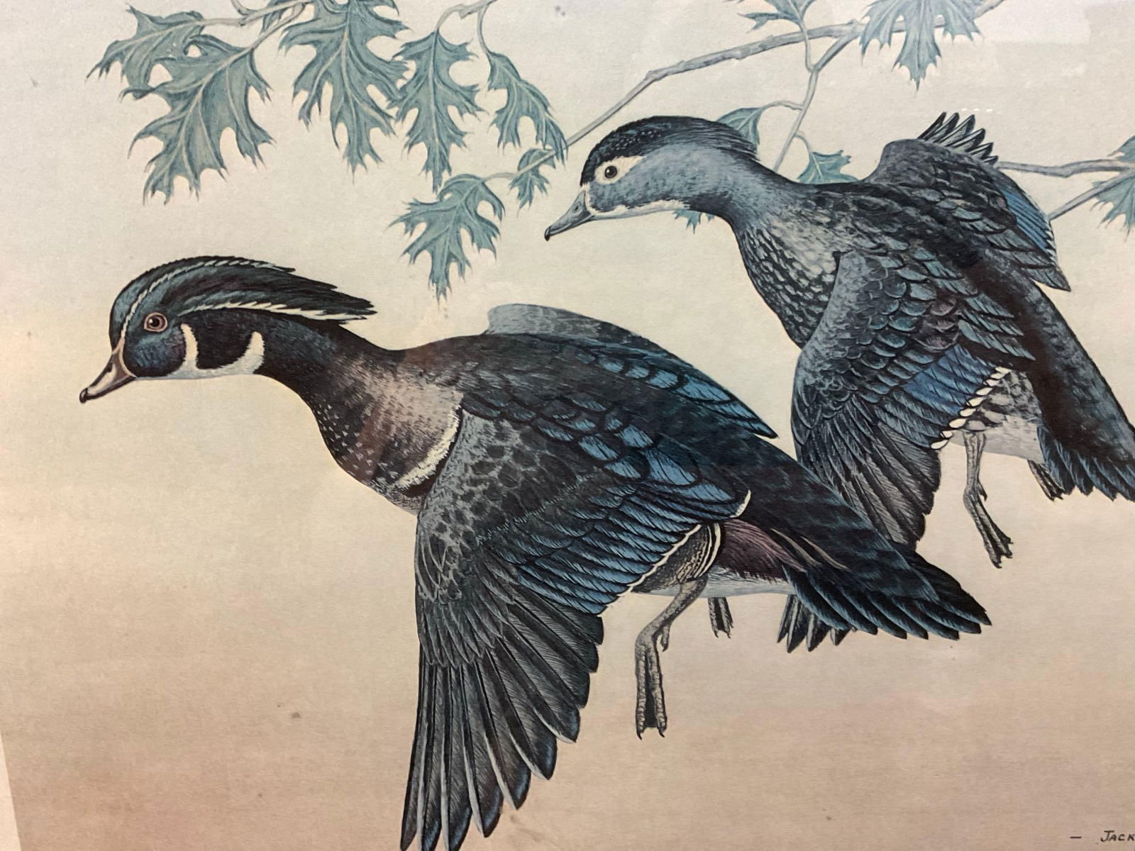 Framed Signed & #d 126/200 Litho by Jack C. Hahn 1979, 22h x 25w x 2d inches 2 Wood Ducks - 4