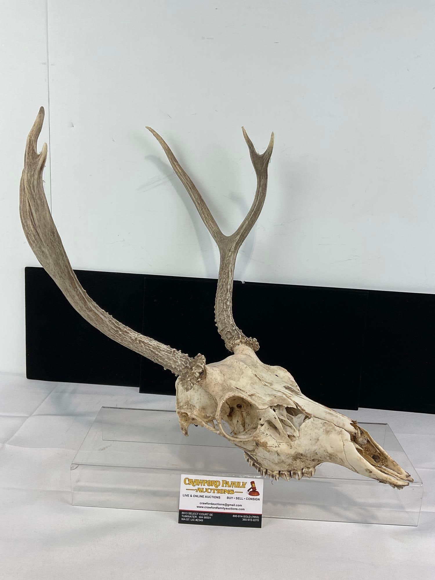 Deer Skull w/6 Point Antlers, approx 16h x 13w x 17d inches: Appears to be in good shape. The piece measures approx inches. See pics. E-5860