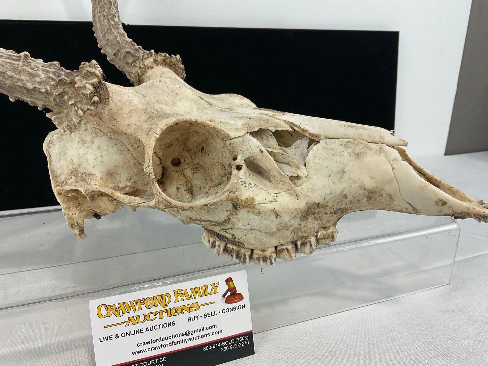 Deer Skull w/6 Point Antlers, approx 16h x 13w x 17d inches - 2