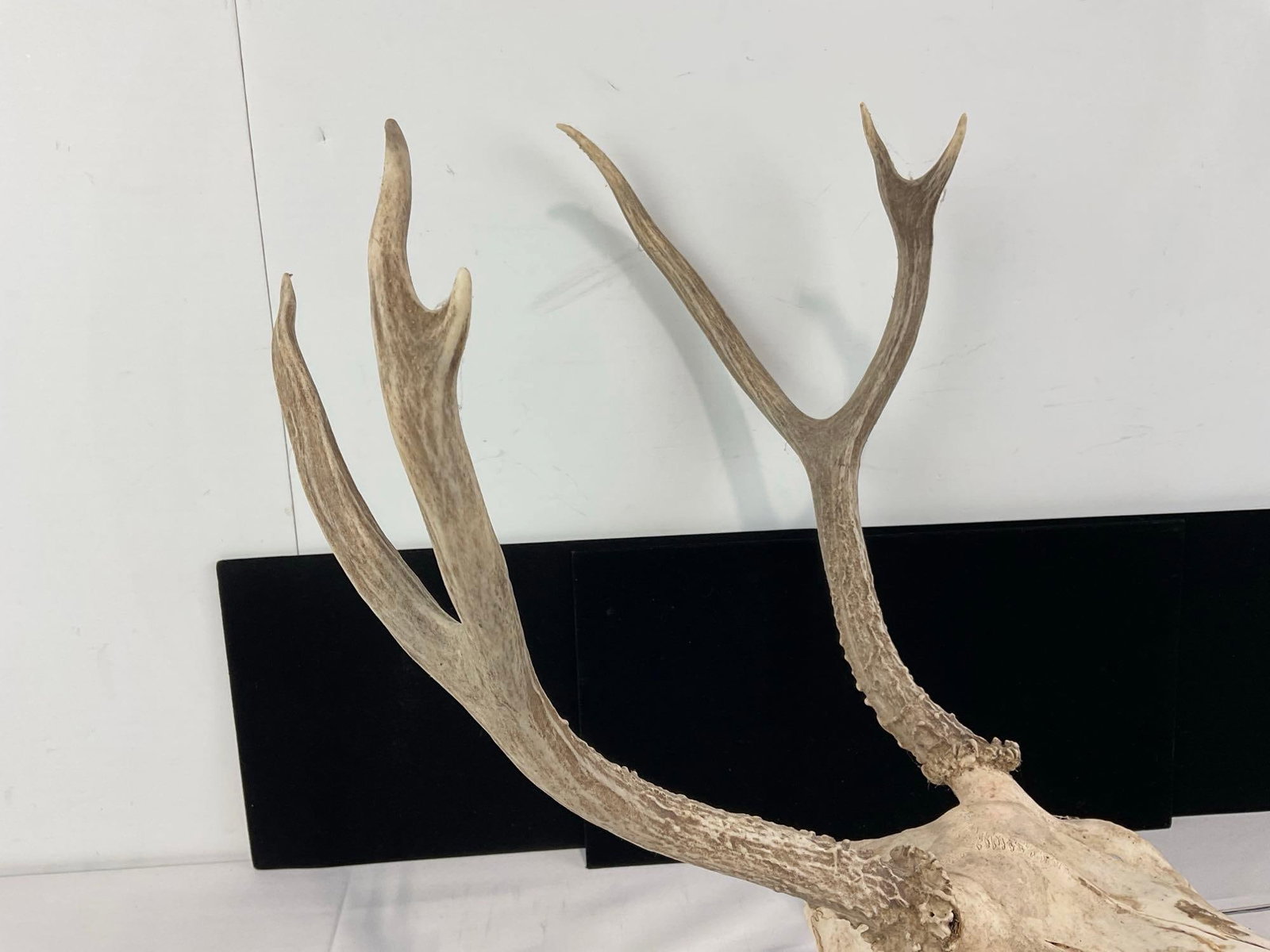 Deer Skull w/6 Point Antlers, approx 16h x 13w x 17d inches - 3