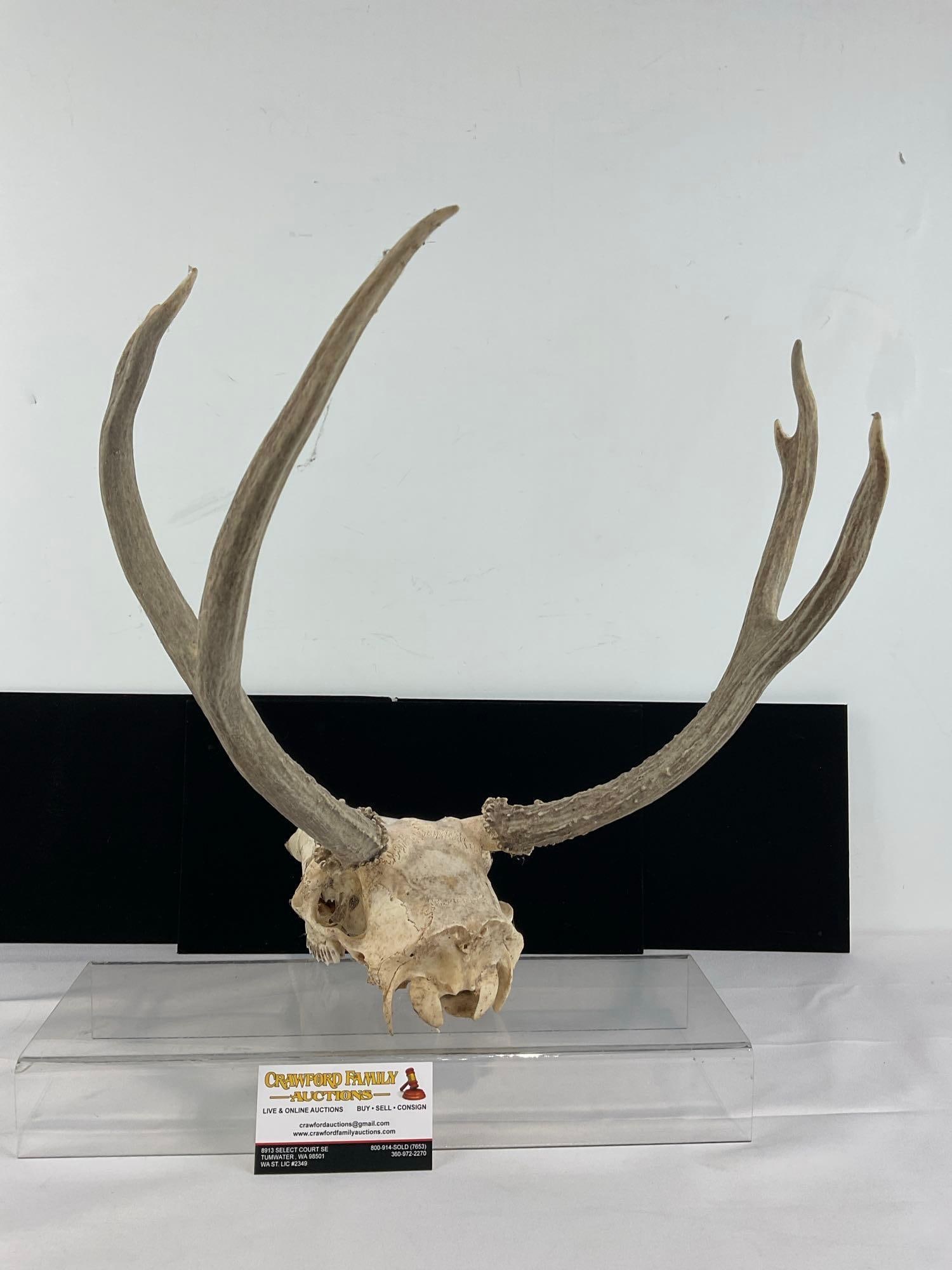 Deer Skull w/6 Point Antlers, approx 16h x 13w x 17d inches - 4