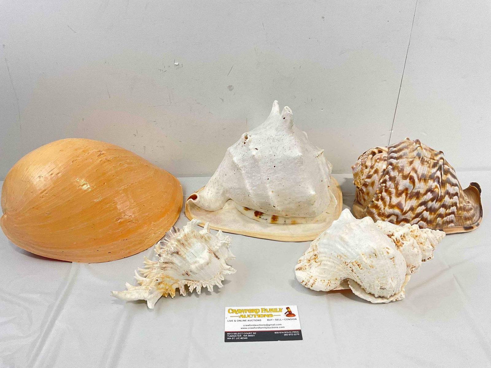 5 pcs Vintage Large Sea Shell Specimen Collection, incl. Conch & More! Good Condition. See pics.: 5 pcs Vintage Large Sea Shell Specimen Collection, incl. Conch & More! Good Condition. Missing some pieces, have some rough spots, fragile! Condition otherwise looks to be good. Pieces fit in a bo