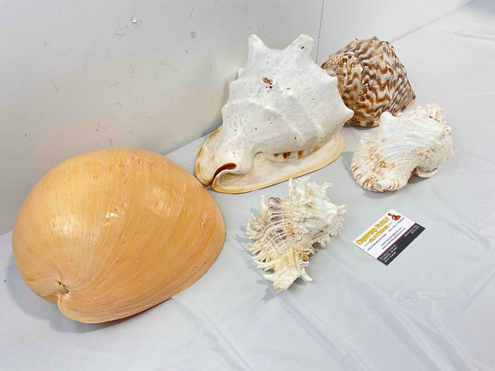 5 pcs Vintage Large Sea Shell Specimen Collection, incl. Conch & More! Good Condition. See pics. - 2