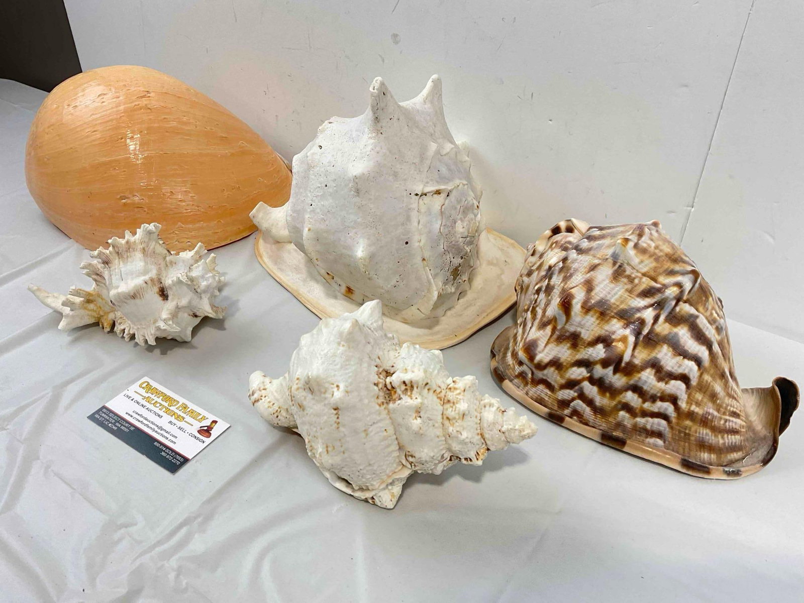 5 pcs Vintage Large Sea Shell Specimen Collection, incl. Conch & More! Good Condition. See pics. - 3