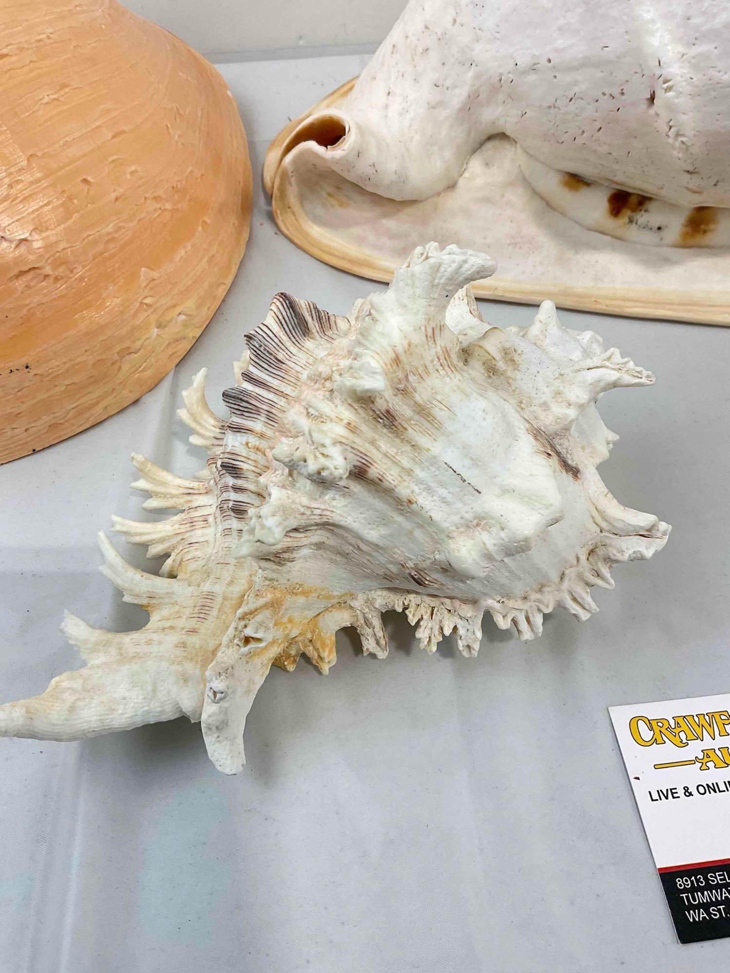 5 pcs Vintage Large Sea Shell Specimen Collection, incl. Conch & More! Good Condition. See pics. - 4