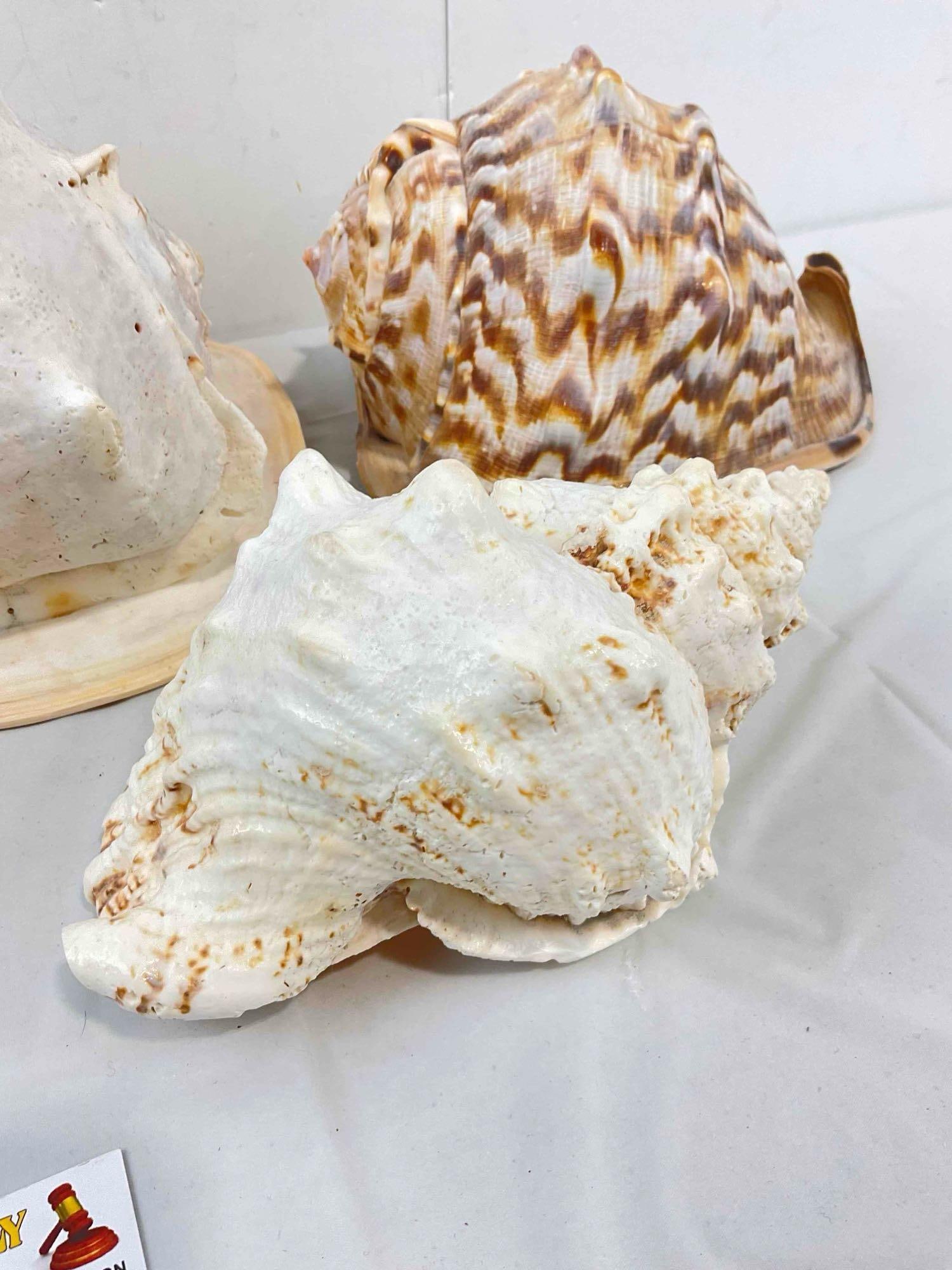 5 pcs Vintage Large Sea Shell Specimen Collection, incl. Conch & More! Good Condition. See pics. - 6