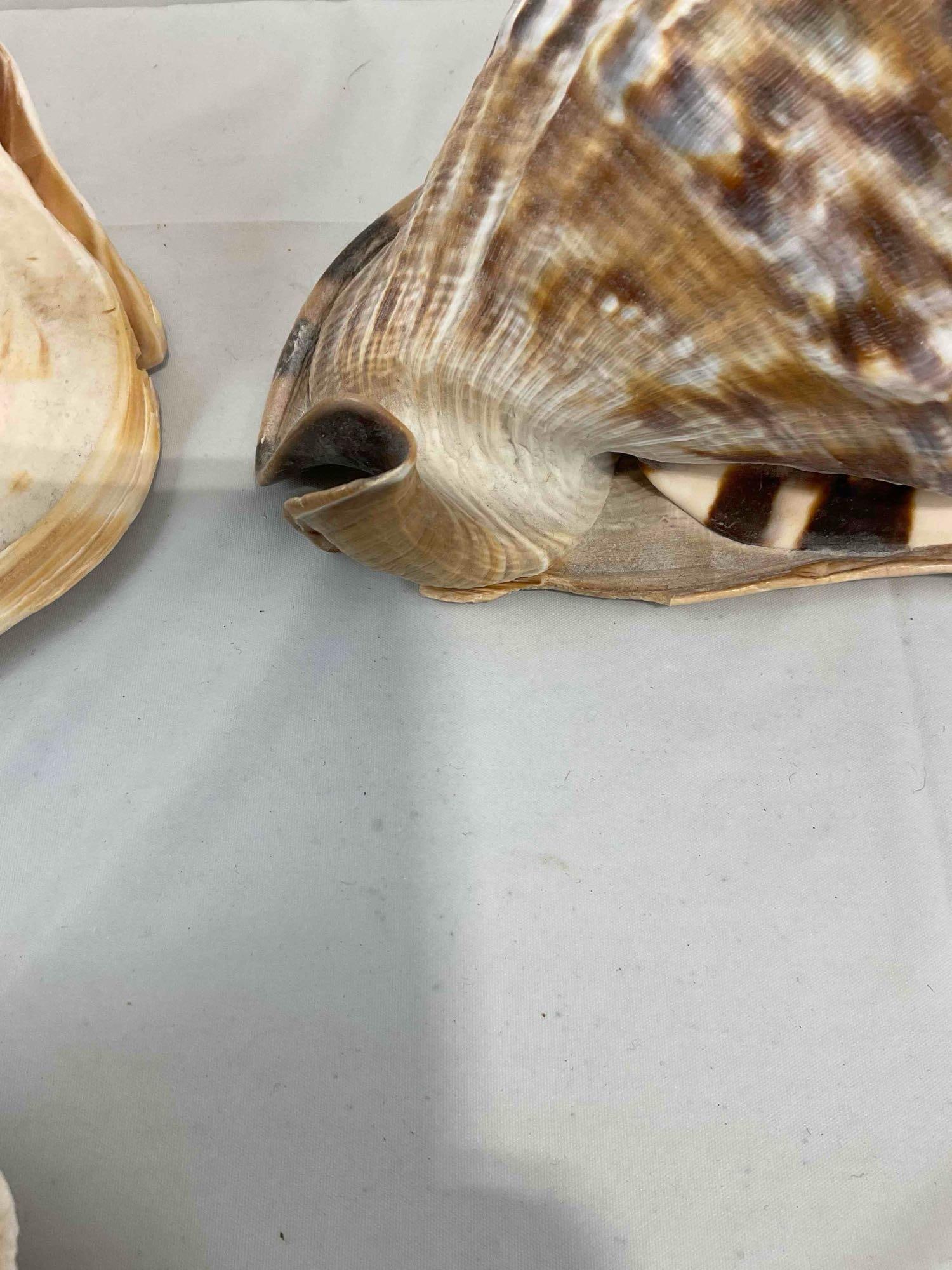5 pcs Vintage Large Sea Shell Specimen Collection, incl. Conch & More! Good Condition. See pics. - 7