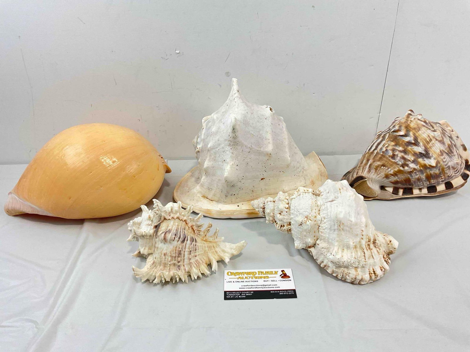 5 pcs Vintage Large Sea Shell Specimen Collection, incl. Conch & More! Good Condition. See pics. - 8