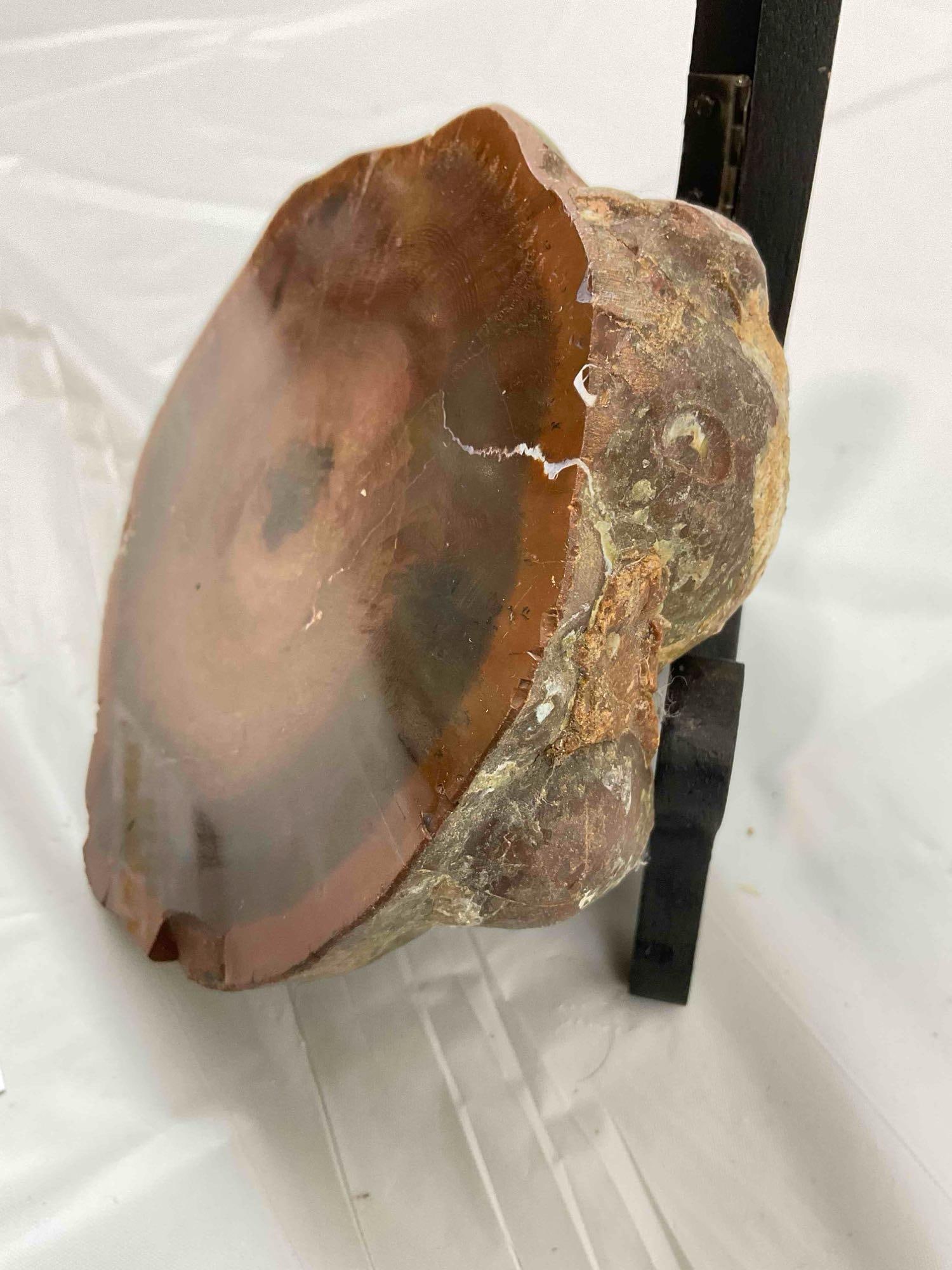 Beautiful Piece of PNW Red & Brown Petrified Wood w/ Polished Face & Visible Rings. See pics. - 2