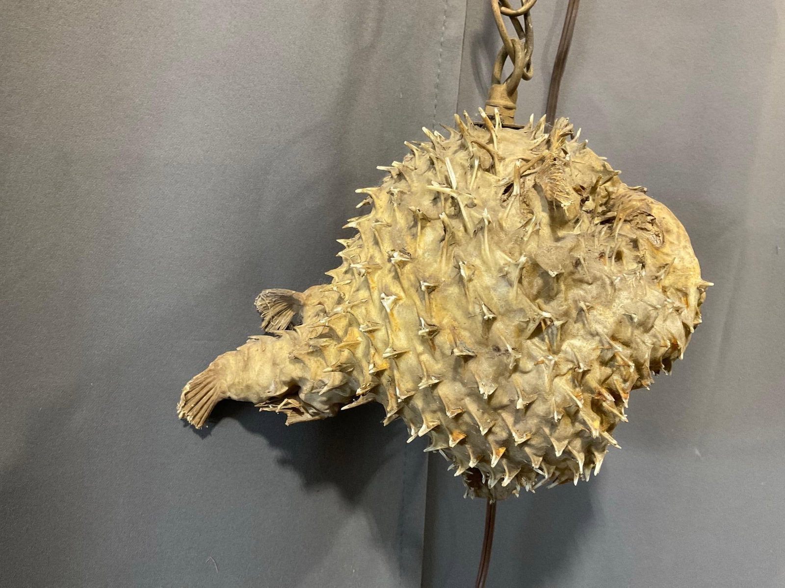 Inflated Pufferfish Taxidermy Lamp, untested, sold as is - 2