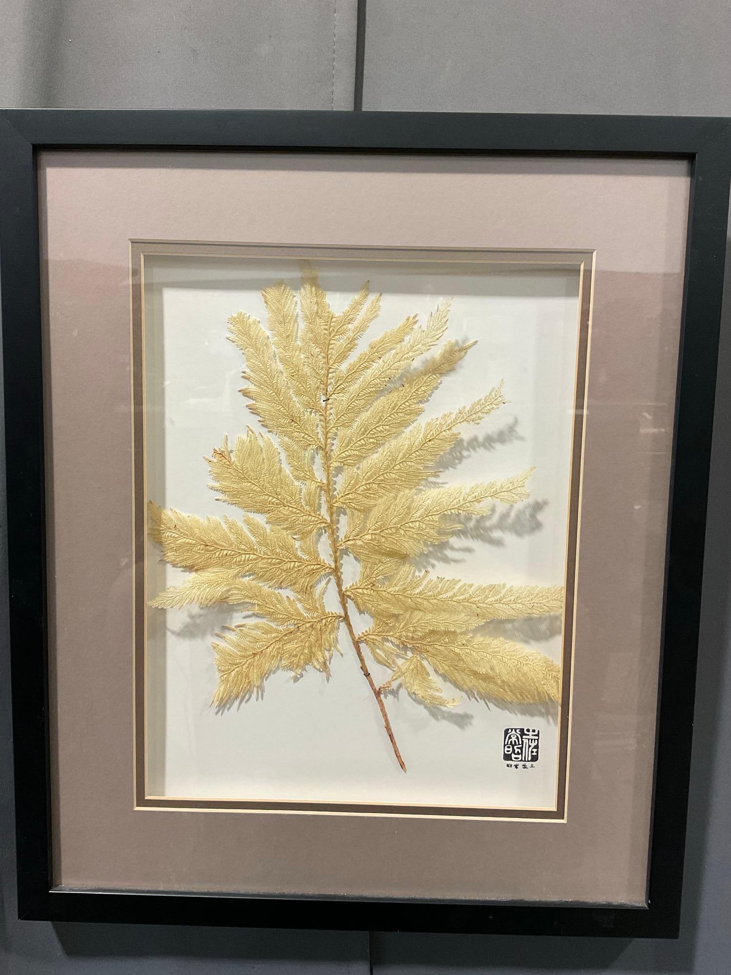Framed Botanical Dried Sea Algae Seaweed example, in shadowbox frame, 20x17 inches (1 of 4)