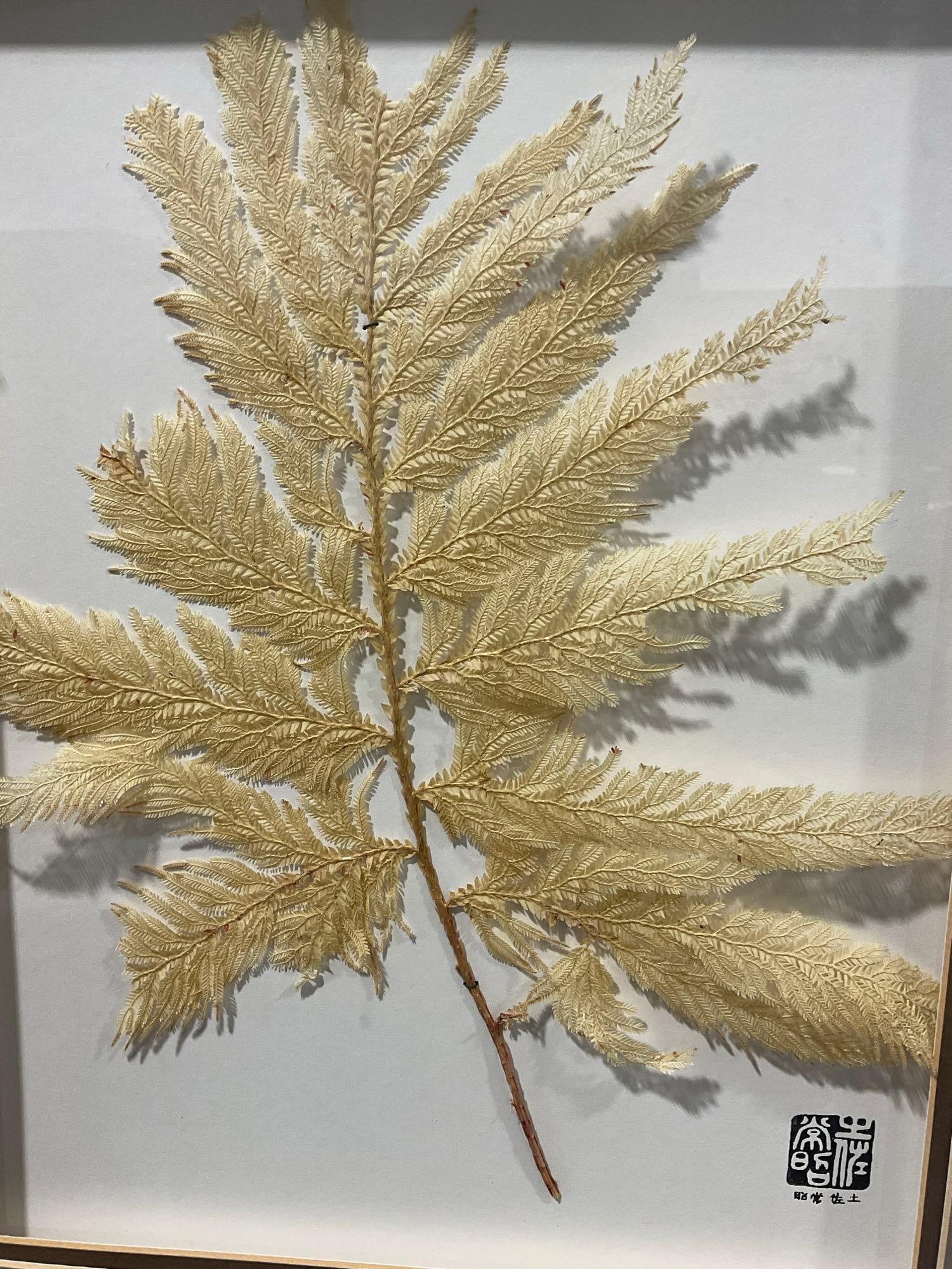 Framed Botanical Dried Sea Algae Seaweed example, in shadowbox frame, 20x17 inches - 2