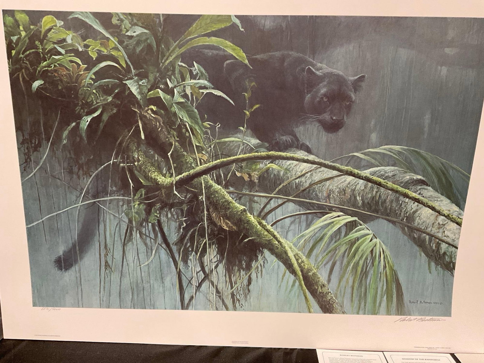 Unframed Signed & #d 8870/9000 Lithograph, Shadow of the Rainforest, by Robert Bateman, W/Coa - 2