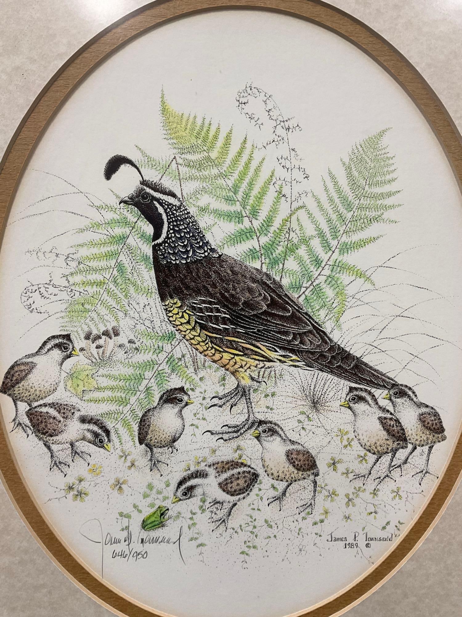 Framed signed & #d 646/950 California Quail by James P. Townsend, 23x19 inches - 2