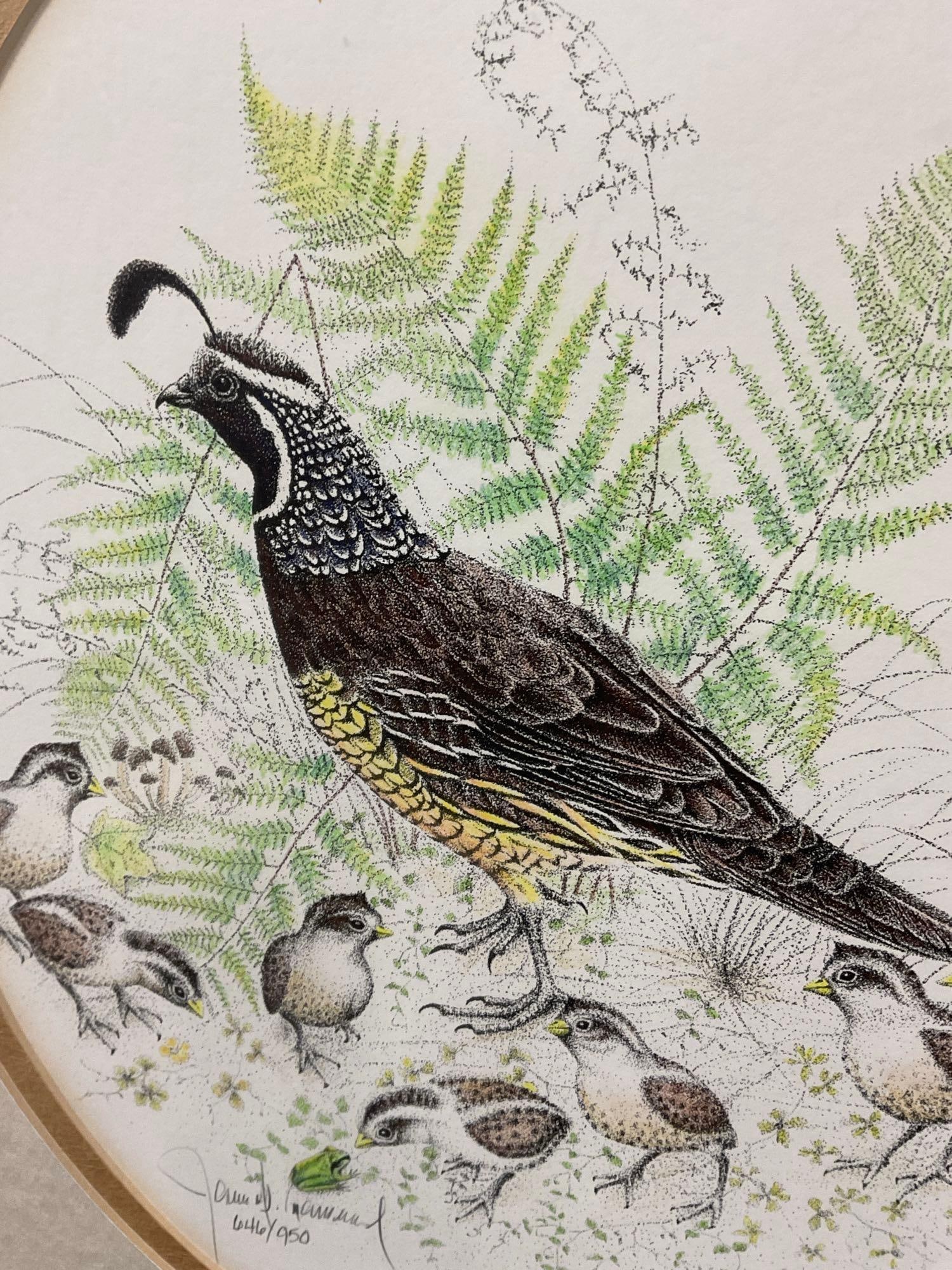 Framed signed & #d 646/950 California Quail by James P. Townsend, 23x19 inches - 5