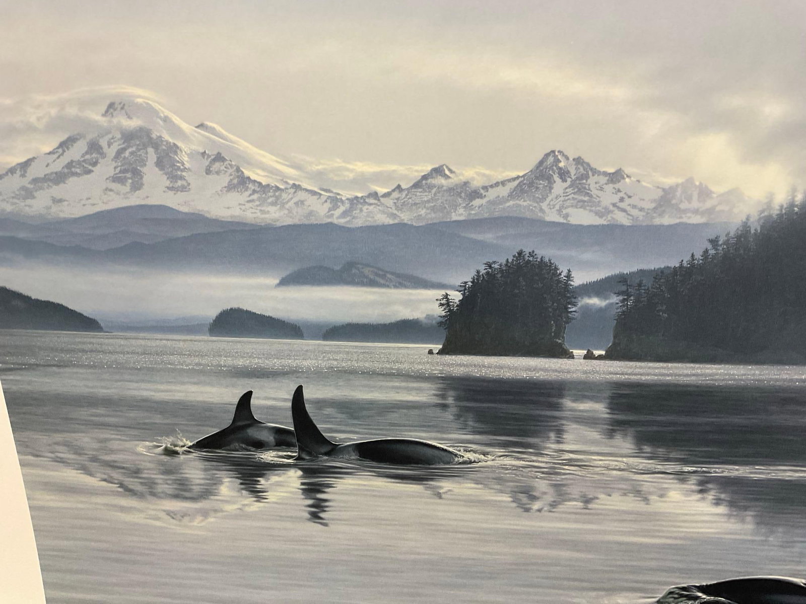 Unframed Signed & #d 80/1200 Litho titled Orcas Island - Killer Whales by Lee Kromschroeder 28x39... - 3