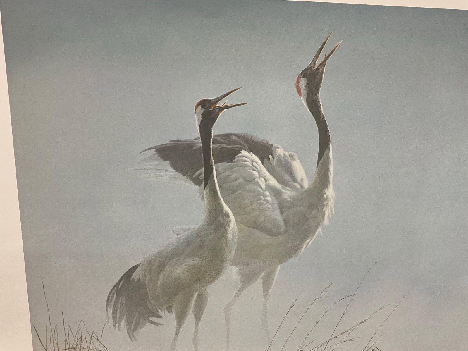 Unframed Signed & #d 848/950 Litho Cries of Courtship - Red-Crowned Cranes by Robert Bateman, 31x46 - 2