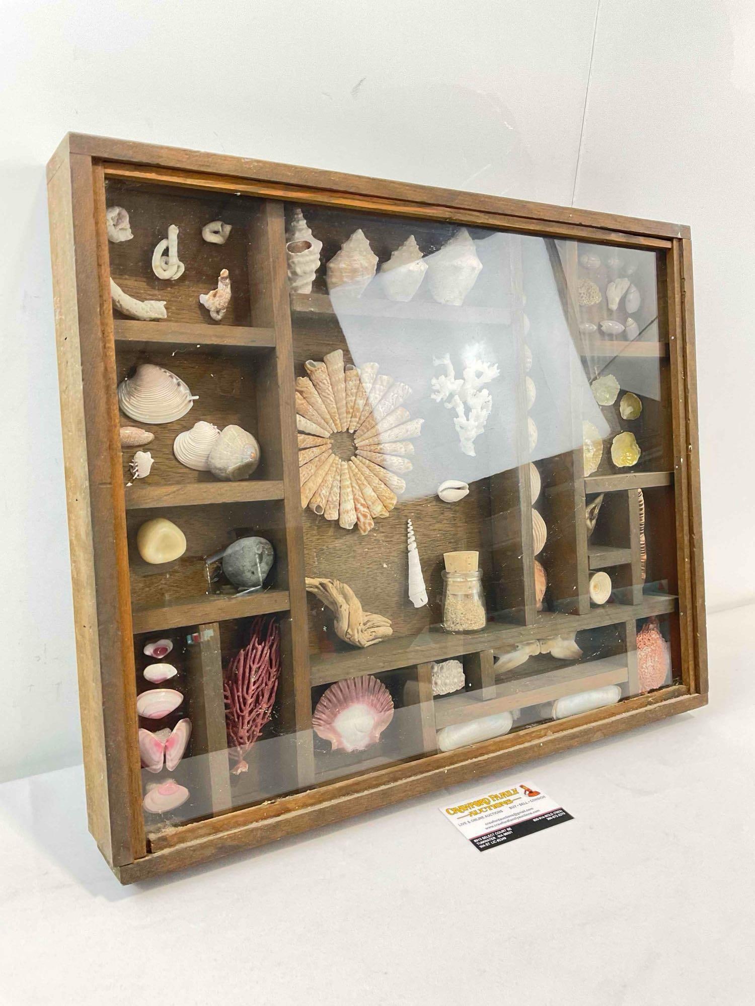 Vintage Framed Beautifully Arranged Seashell & More Collection Display. Fair Condition. See pics. - 2