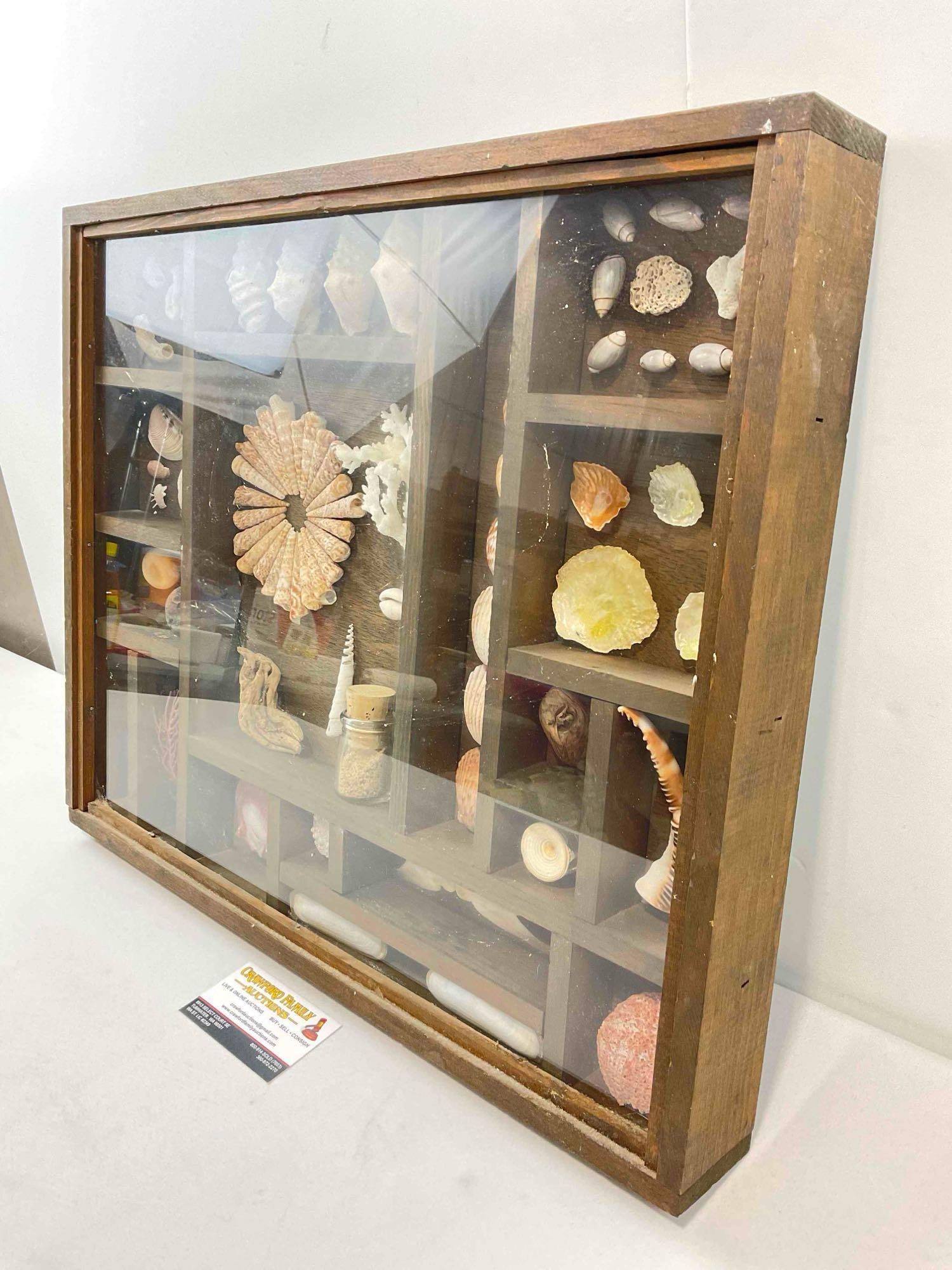 Vintage Framed Beautifully Arranged Seashell & More Collection Display. Fair Condition. See pics. - 3