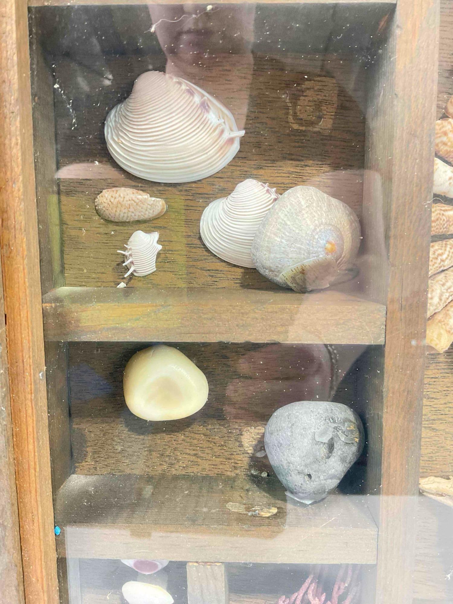 Vintage Framed Beautifully Arranged Seashell & More Collection Display. Fair Condition. See pics. - 4