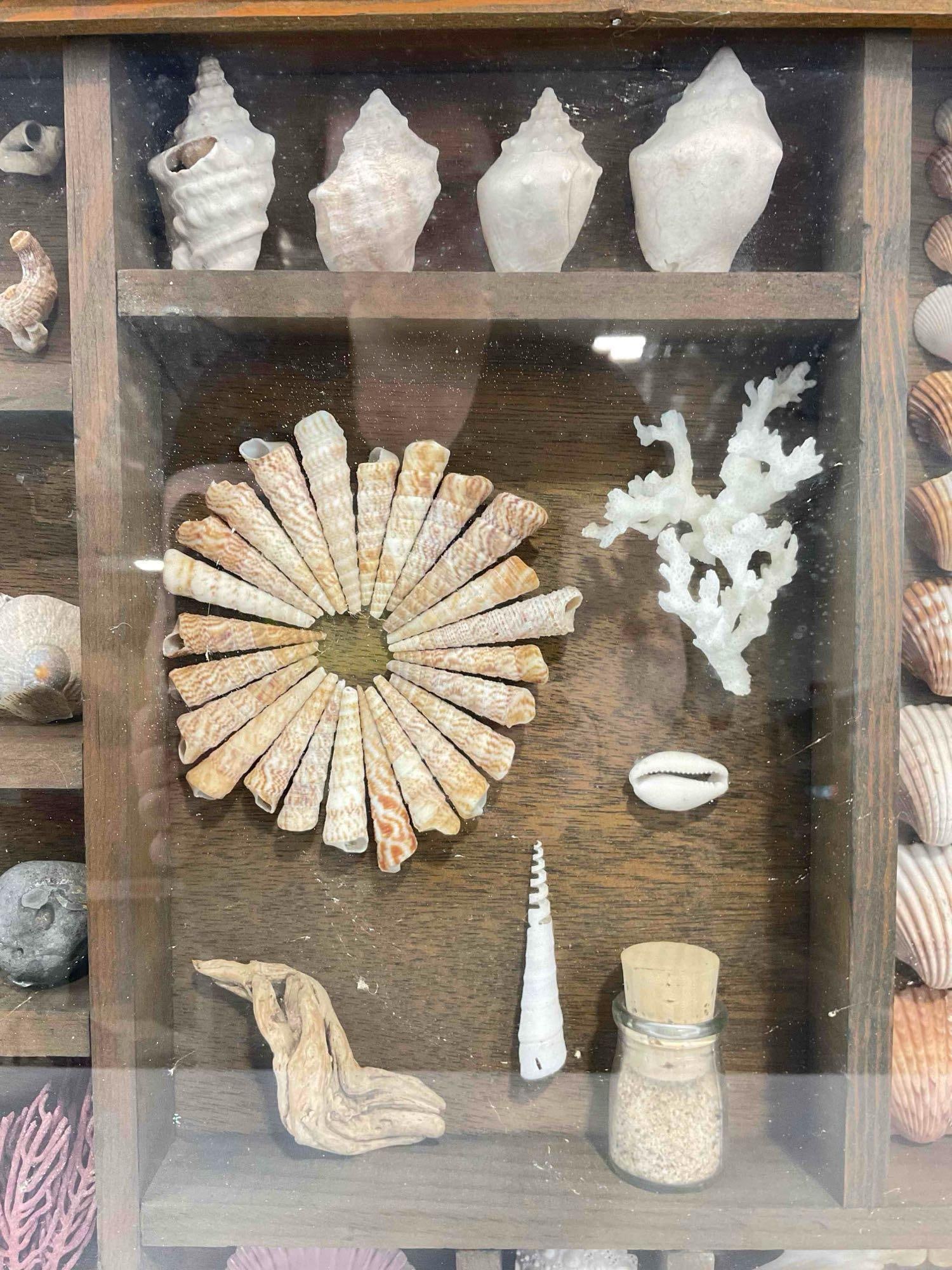 Vintage Framed Beautifully Arranged Seashell & More Collection Display. Fair Condition. See pics. - 5