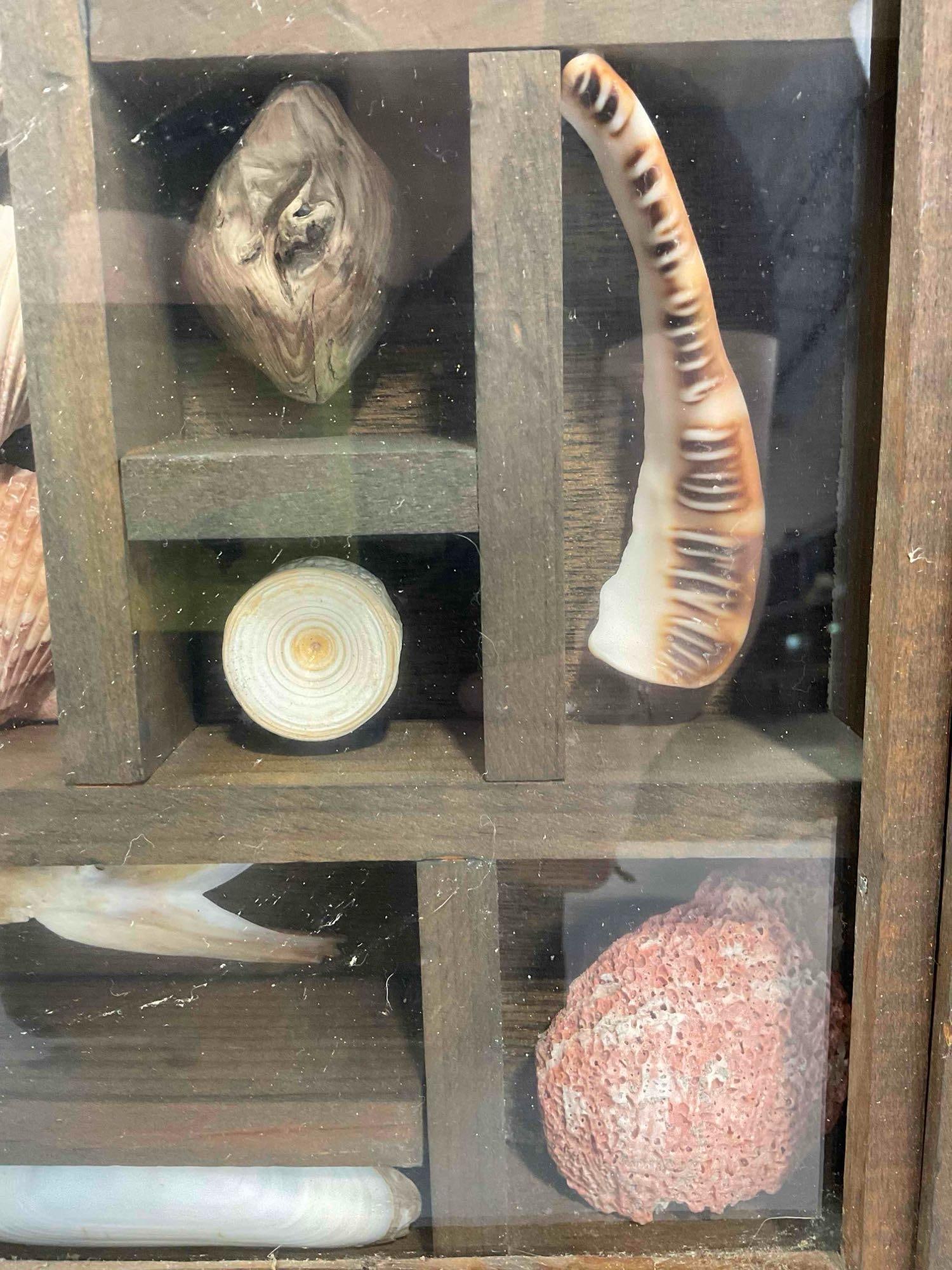 Vintage Framed Beautifully Arranged Seashell & More Collection Display. Fair Condition. See pics. - 6