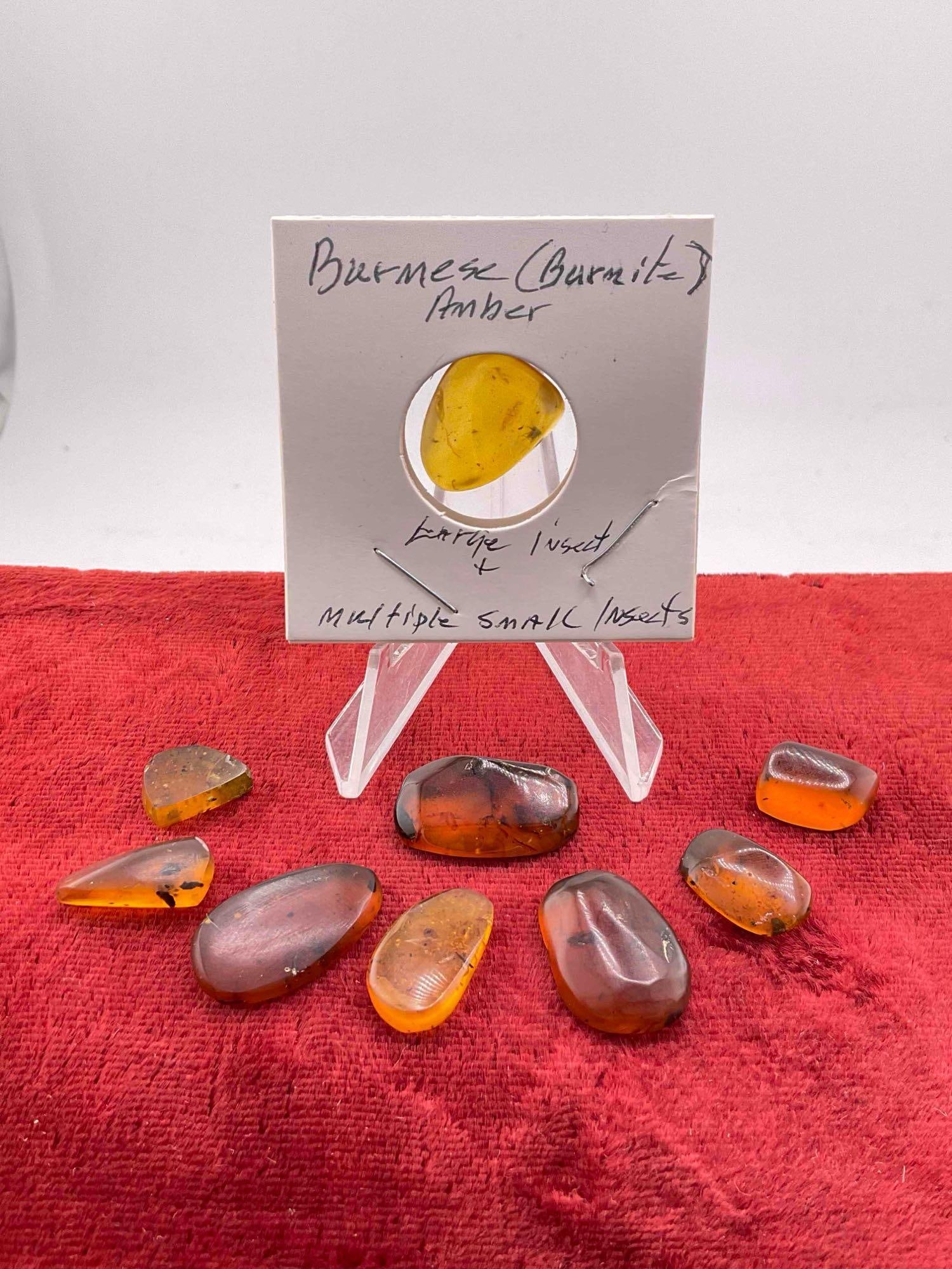 9 pcs Fossilized Amber Nuggets w/ Insect Inclusions, incl. 1x Burmese (Burmite) Amber.: 9 pcs Fossilized Amber Nuggets w/ Insect Inclusions, incl. 1x Burmese (Burmite) Amber. DM-1554