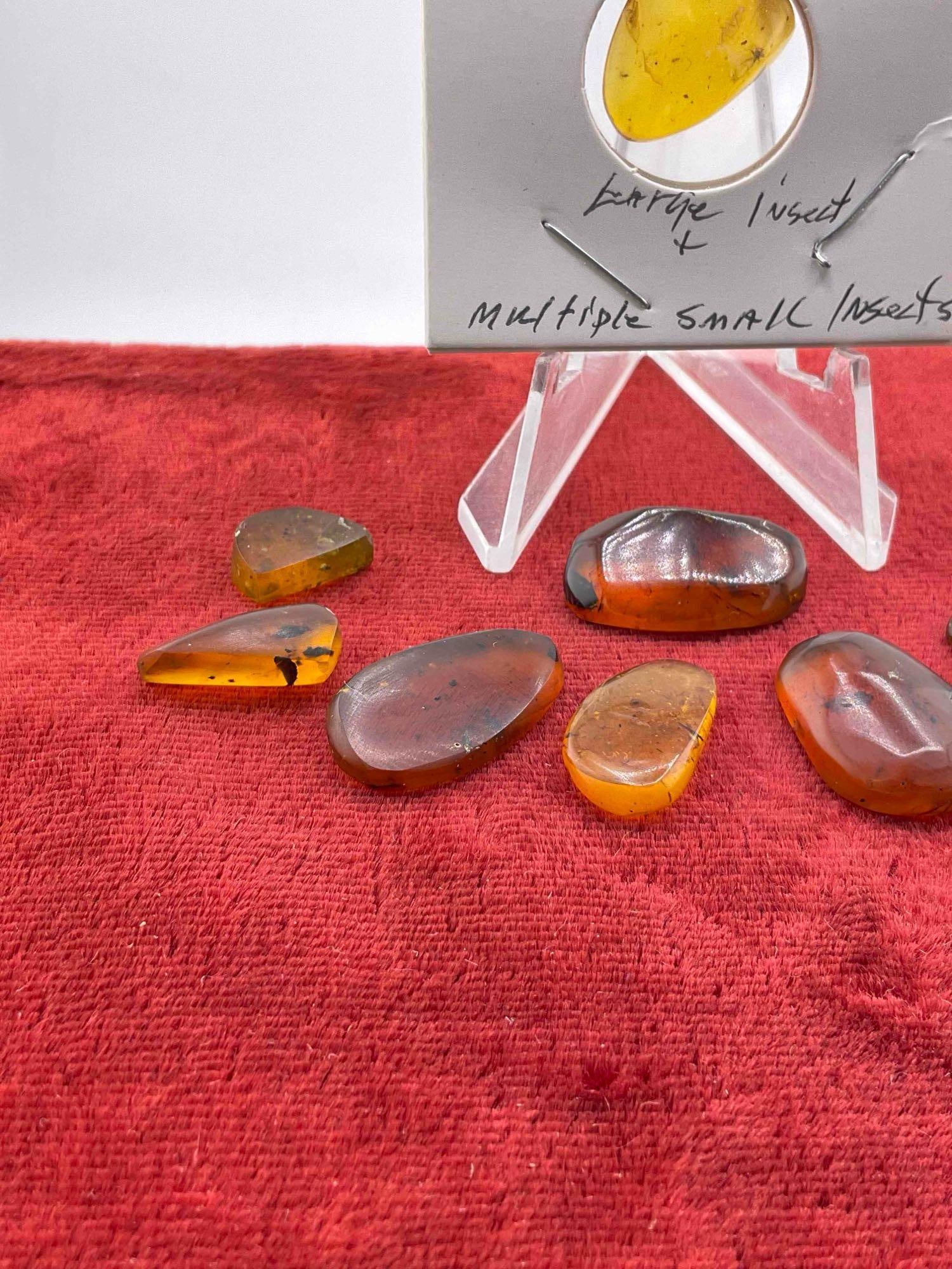 9 pcs Fossilized Amber Nuggets w/ Insect Inclusions, incl. 1x Burmese (Burmite) Amber. - 2