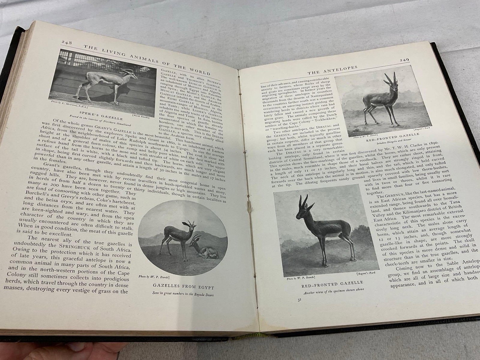 8 Antique Books, Great Men & Famous Women 1-7 Volumes, & Living Animals of the World Vol 1 - 4