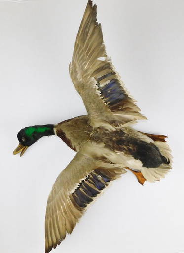 Mallard Duck Mount