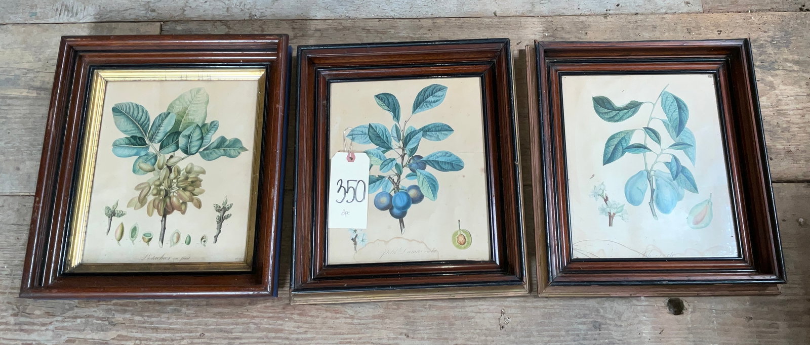 VINTAGE BOTANICAL PRINTS IN FRAMES.: VINTAGE BOTANICAL PRINTS IN FRAMES. MEASURES 13" X 15". AS IS. SEE PHOTOGRAPHS. Condition All property is sold in "as is" condition and all sales are final. Teel Auctions and its consignor make no rep