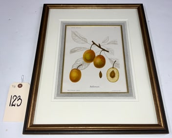 JEFFERSON FRAMED BOTANNICAL PRINT.